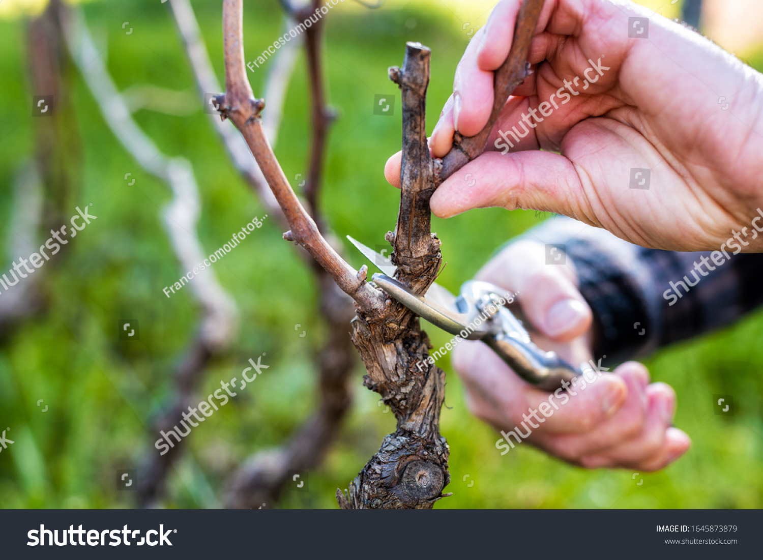 5,162 Prune the vine Images, Stock Photos & Vectors | Shutterstock