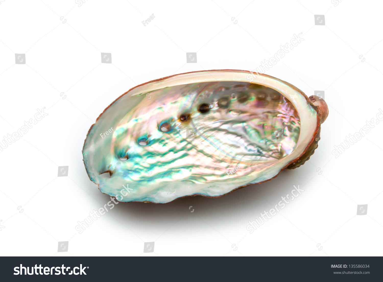 Close Abalone Shell On White Background Stock Photo 135586034 ...