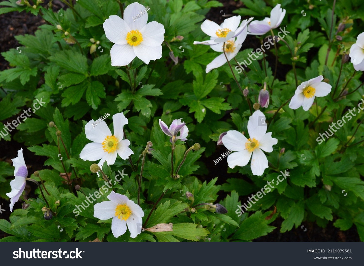 36 Anemone wild swan Images, Stock Photos & Vectors | Shutterstock