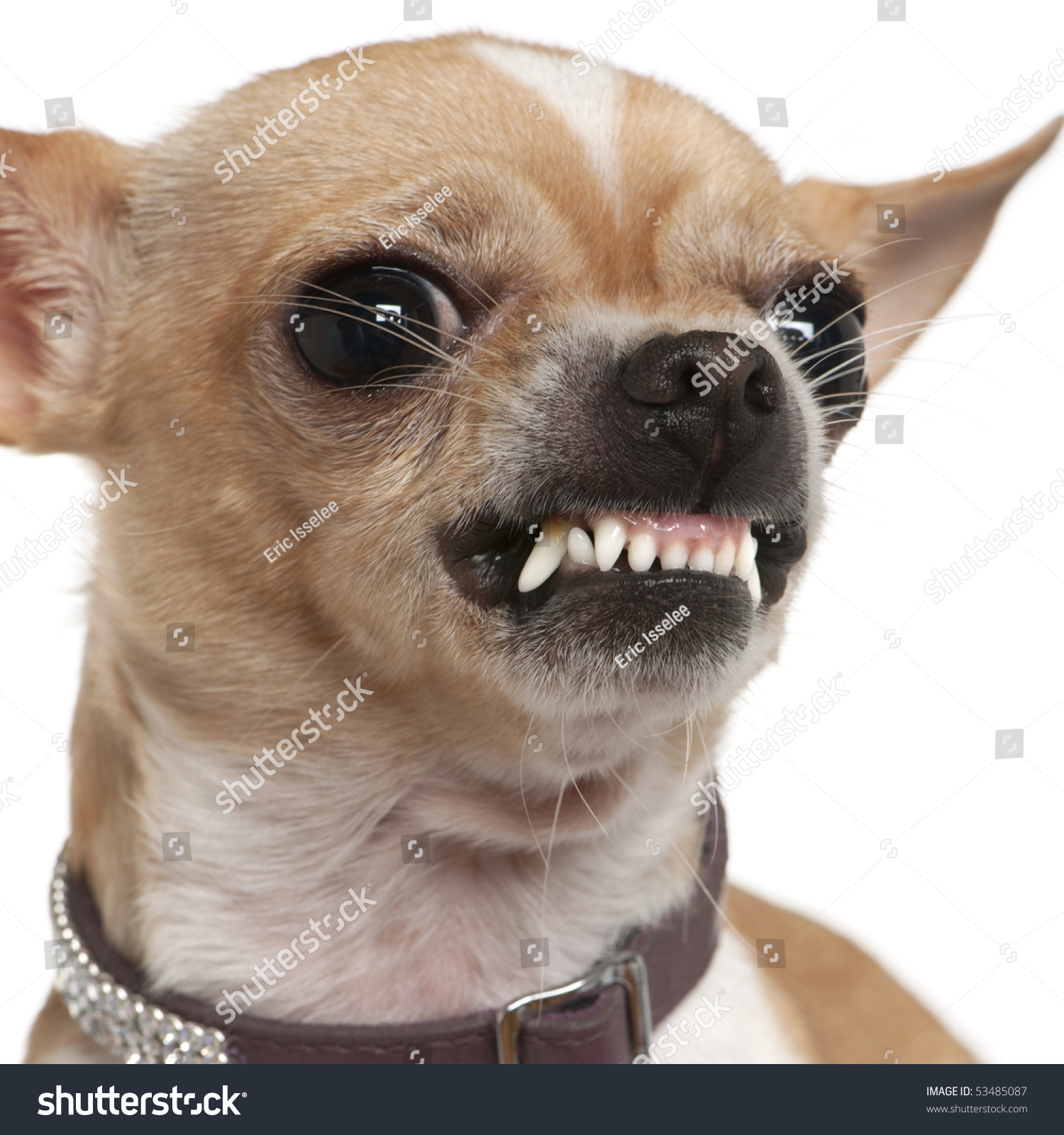 stock-photo-close-up-of-angry-chihuahua-growling-years-old-in-front-of-white-background-53485087.jpg