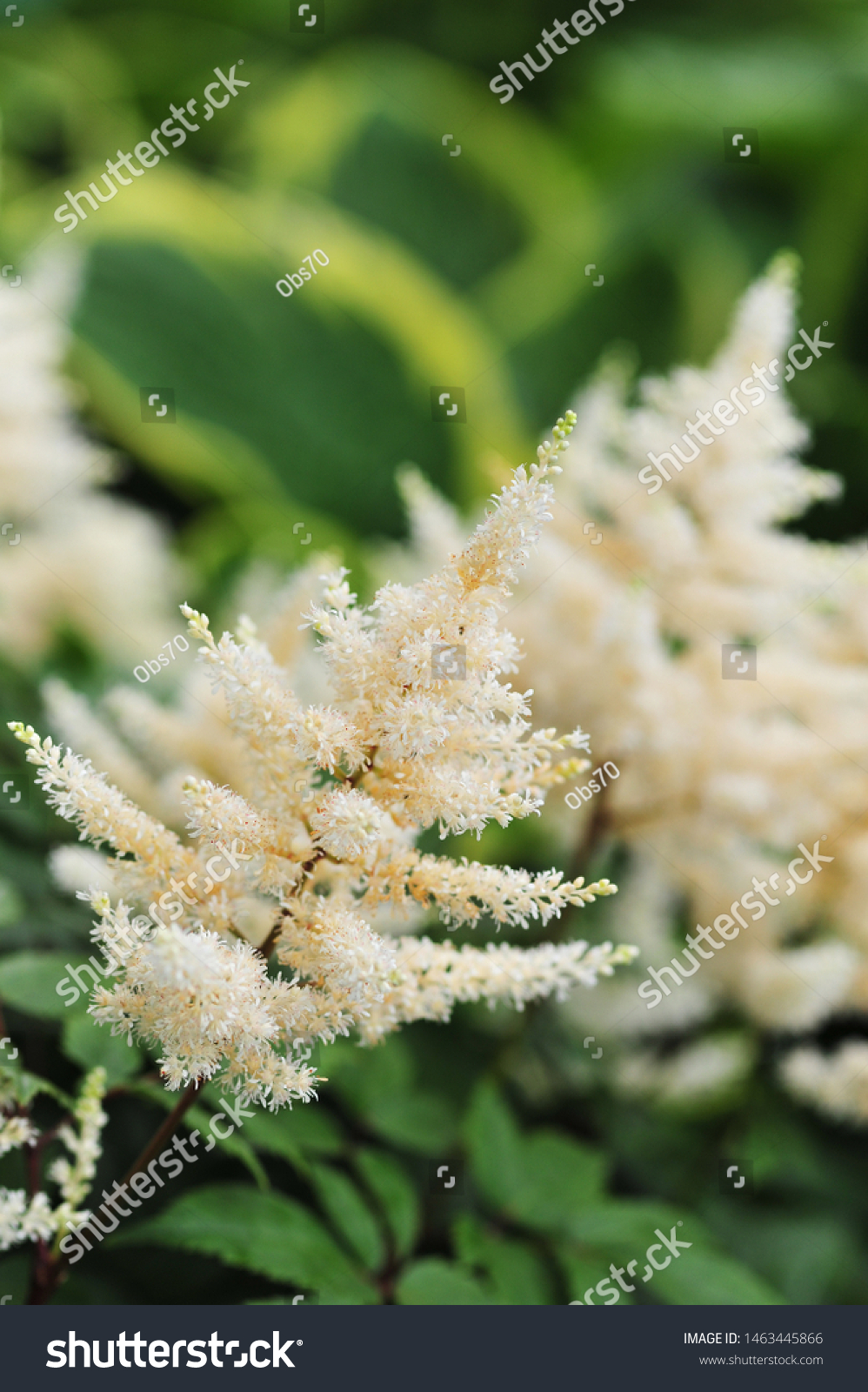 Close Astilbe Arendsii Diamant Diamond Shot Stock Photo Edit Now 1463445866