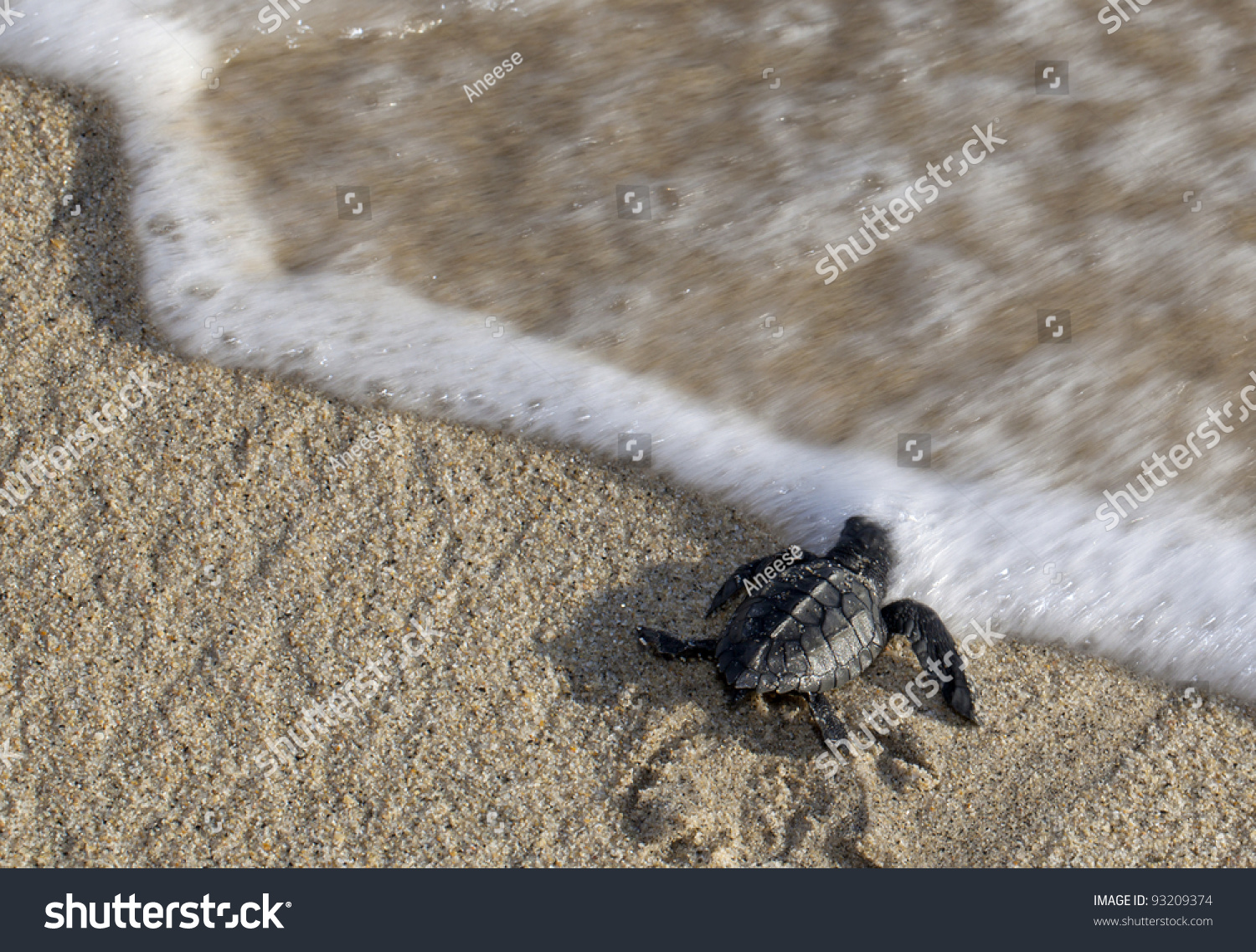 Close-Up Of Baby Olive Ridley Sea Turtle (Lepidochelys Olivacea), Also ...