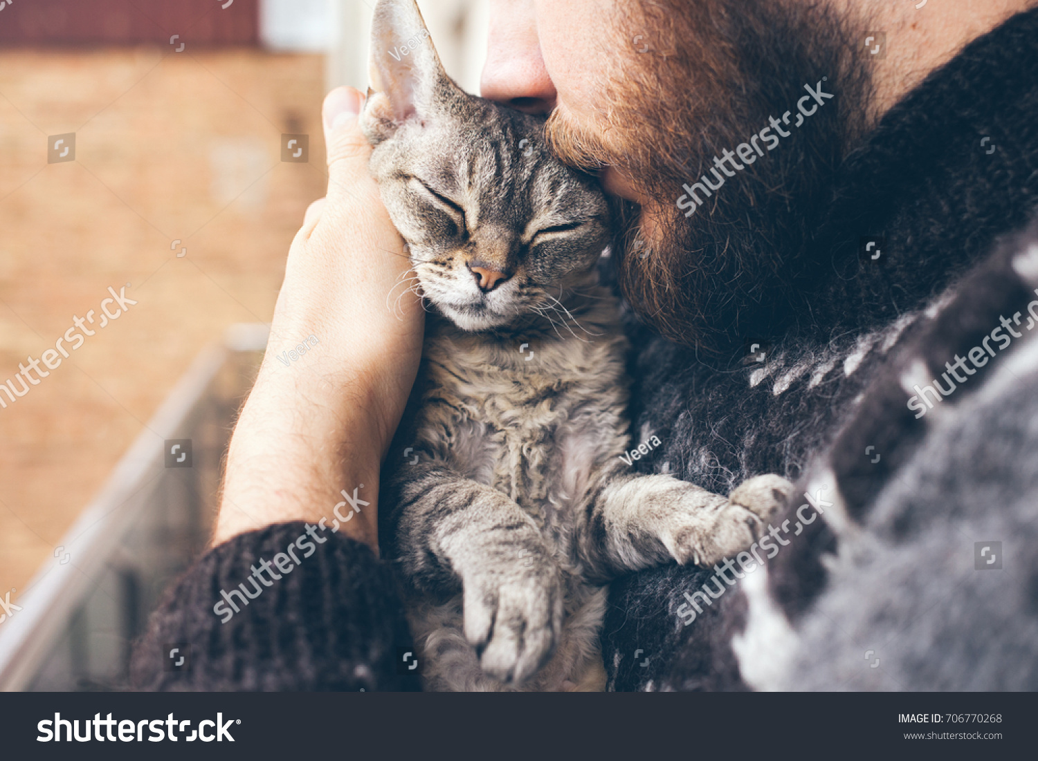 アイスランドのセーターを着た顎鬚の男の接写で かわいい紫のデボンレックスの猫を抱き 口づけしている 猫の口輪と男の顔 猫と人間を愛して 関係は悪い の写真素材 今すぐ編集