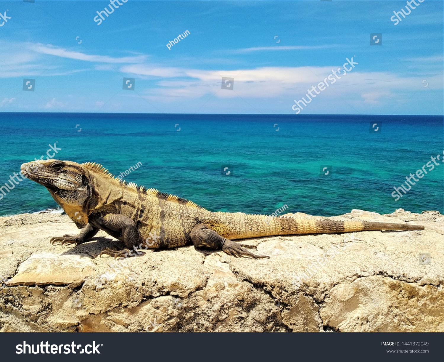 イスラ ムジェレス リビエラ マヤ メキシコのリビエラ マヤで 青緑色のカリブ海を背景に日向にバスキングする美しいメキシコのイグアナ クテノサウラ シミリス 別名黒い棘尾のイグアナ 黒いイグアナ の接写 の写真素材 今すぐ編集