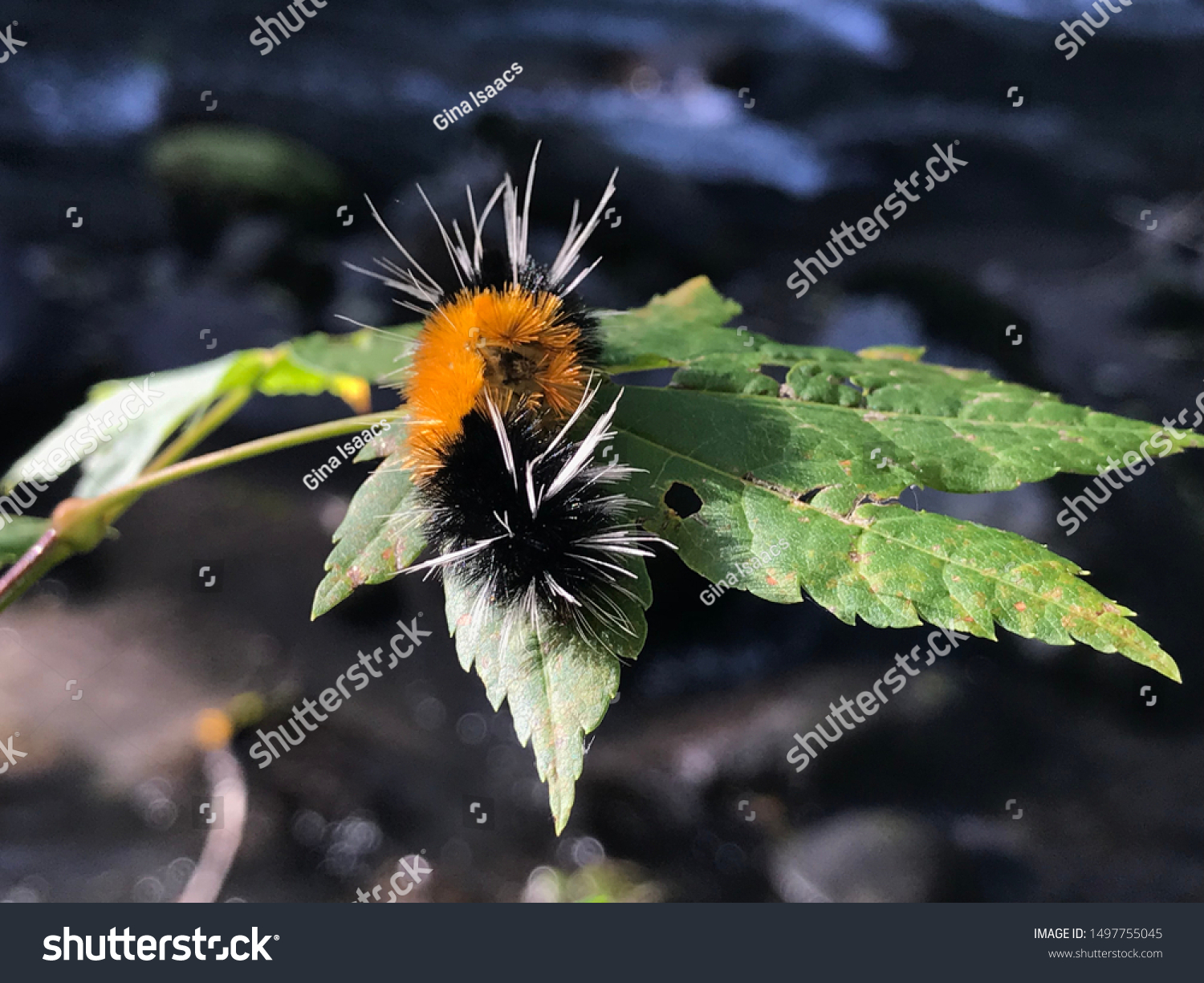 Closeup Black Orange Woolly Bear Caterpillar Stock Photo Edit Now
