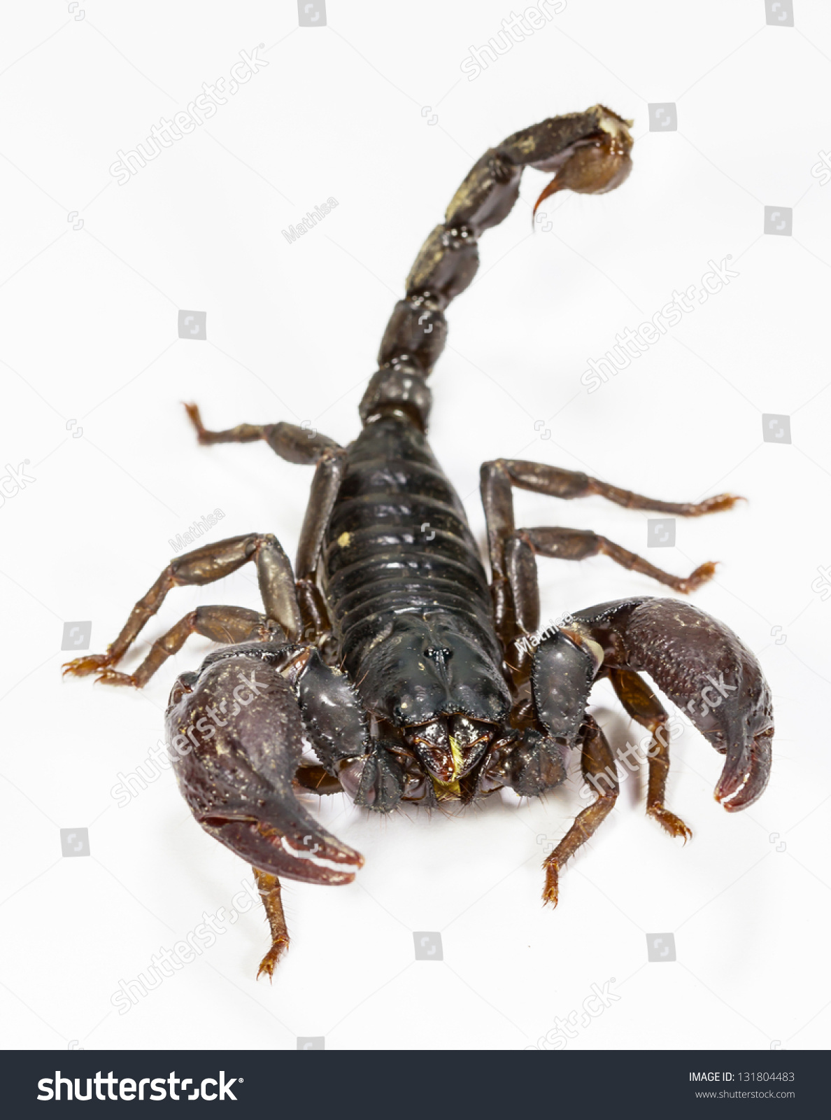 Close Up Of Black Scorpion In White Background Stock Photo 131804483 ...