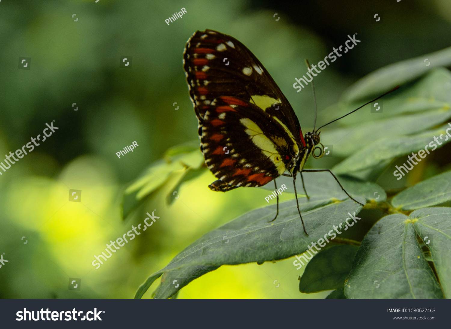 Close Black Yellow Orange Winged Butterfly Stock Photo 1080622463 ...