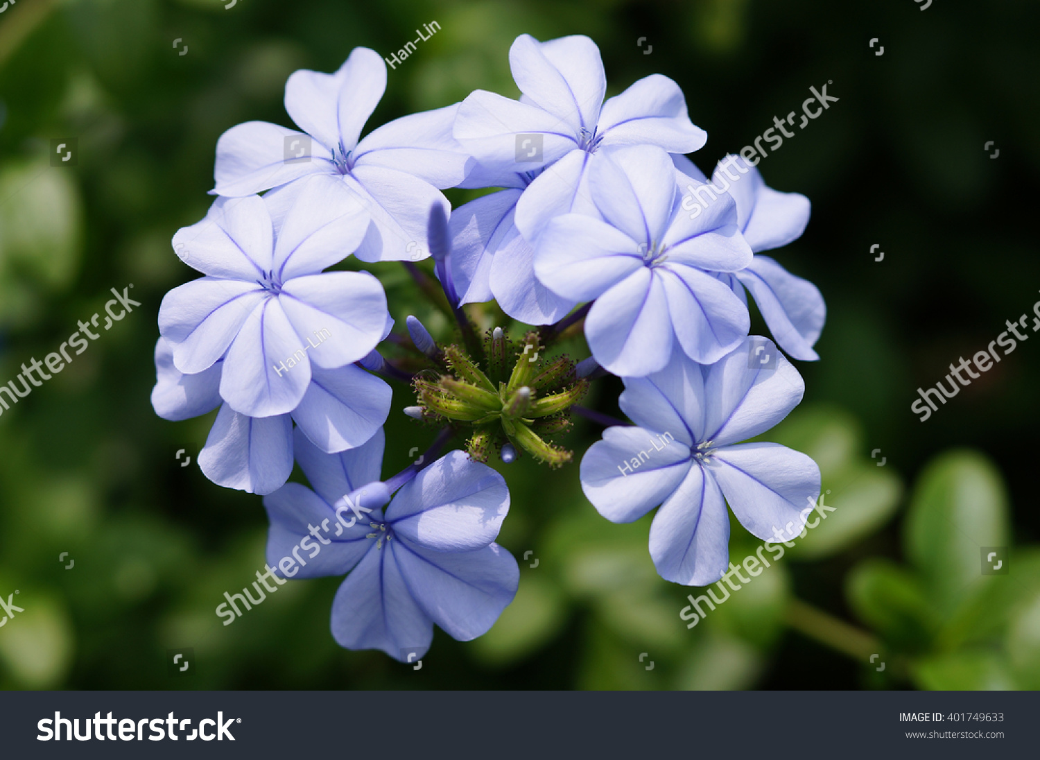 Closeup Blue Color Plumbago Stock Photo 401749633 | Shutterstock