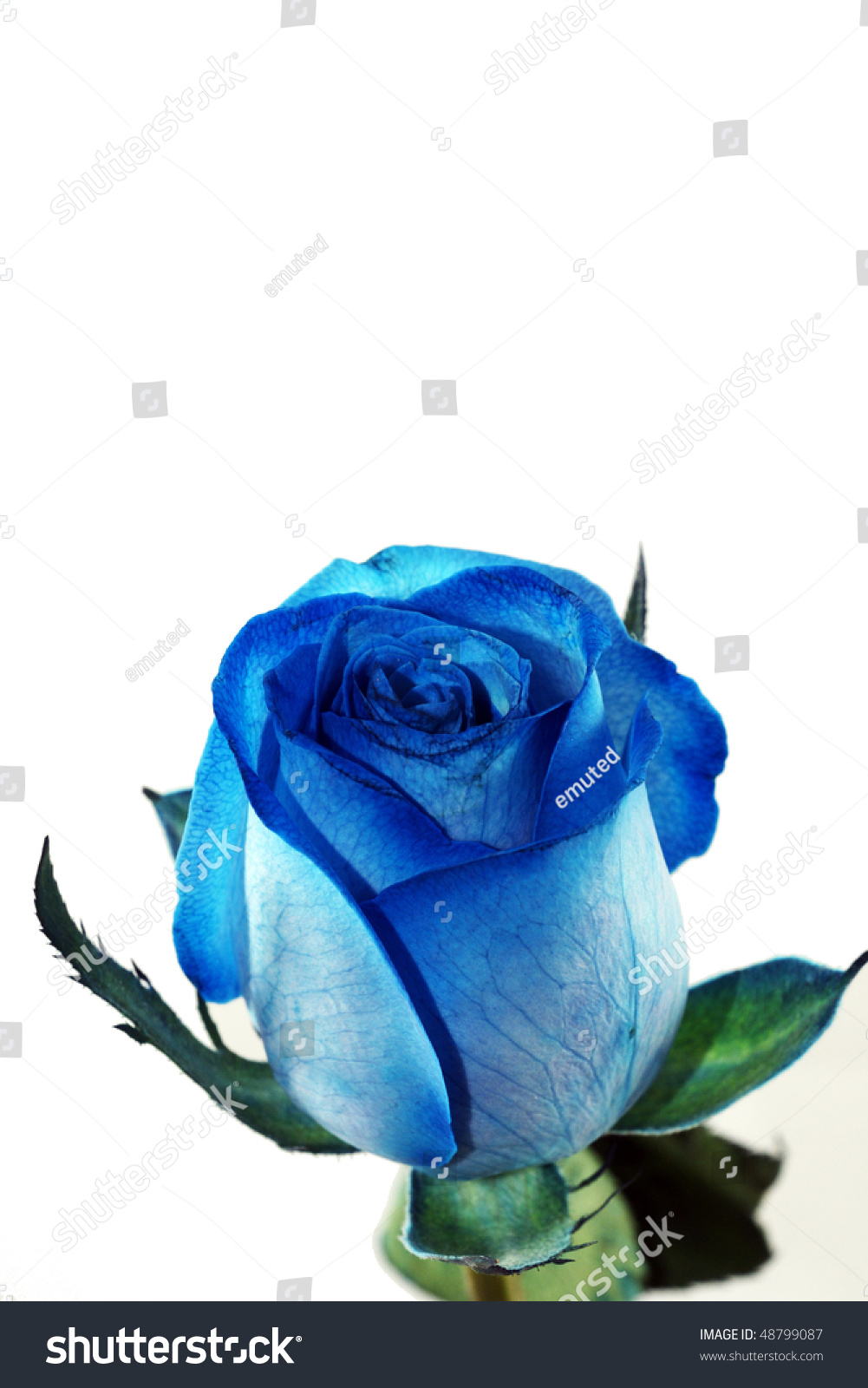 Close Up Of Blue Rose Stock Photo 48799087 : Shutterstock