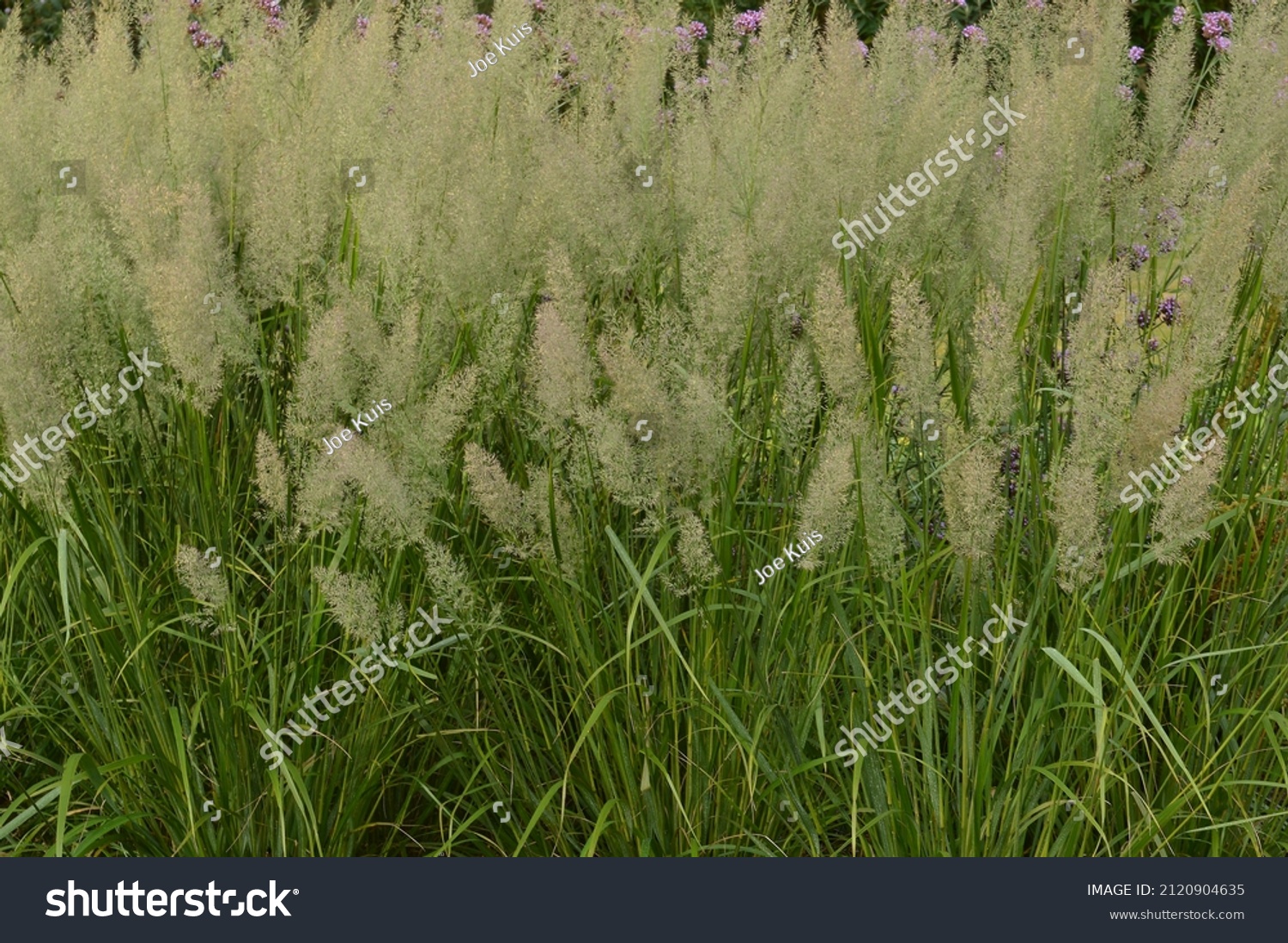 40 Brachytricha Images, Stock Photos & Vectors | Shutterstock