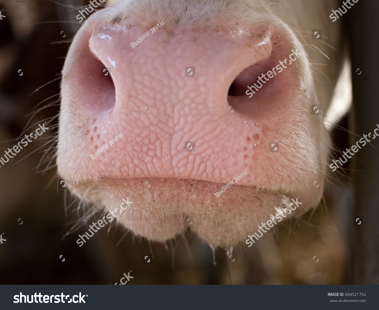 Close Cattles Muzzle Water Dripping Mouth Stock Photo 604