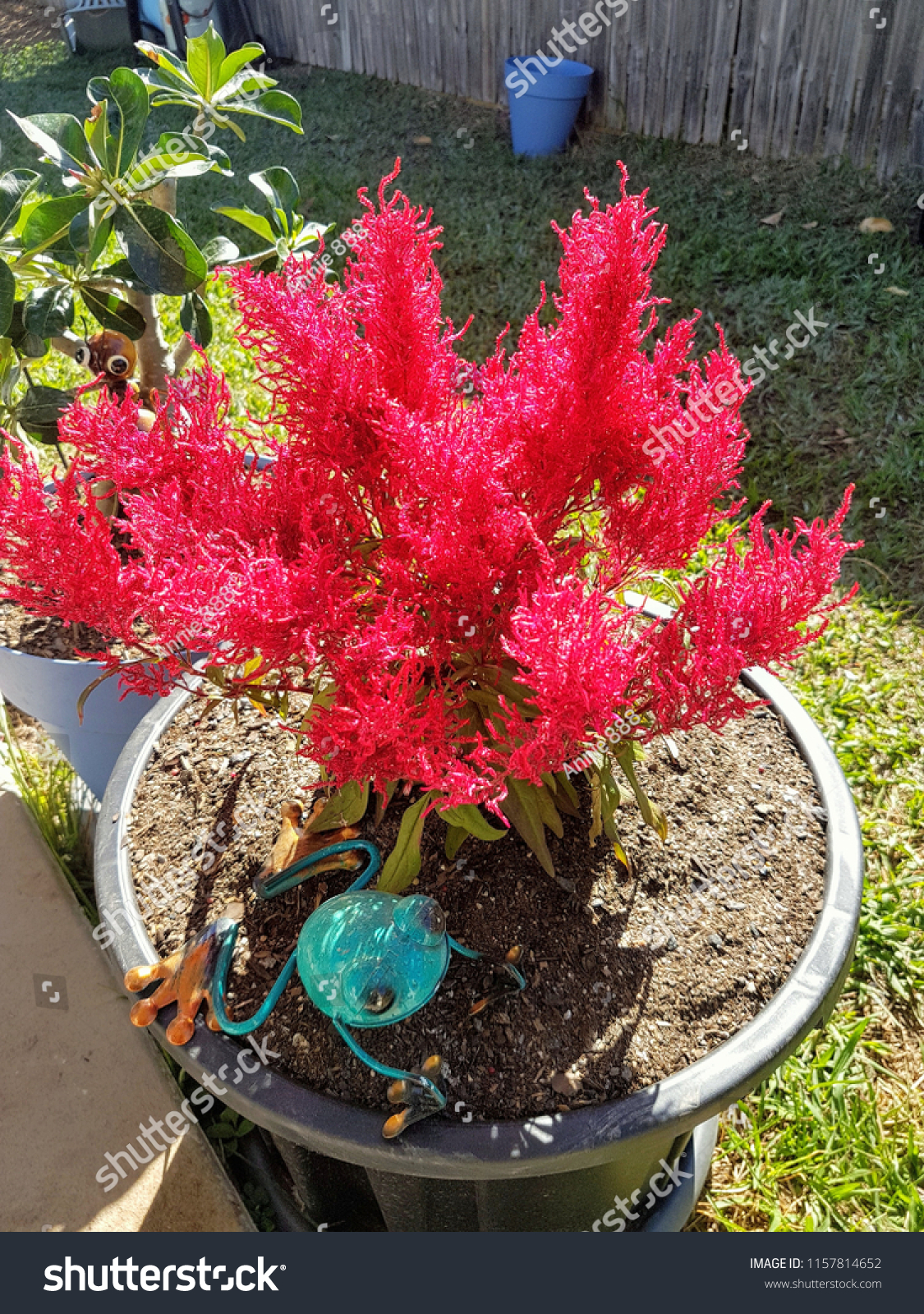 Close Celsius Dragons Breath Plant Pot Stock Photo Edit Now