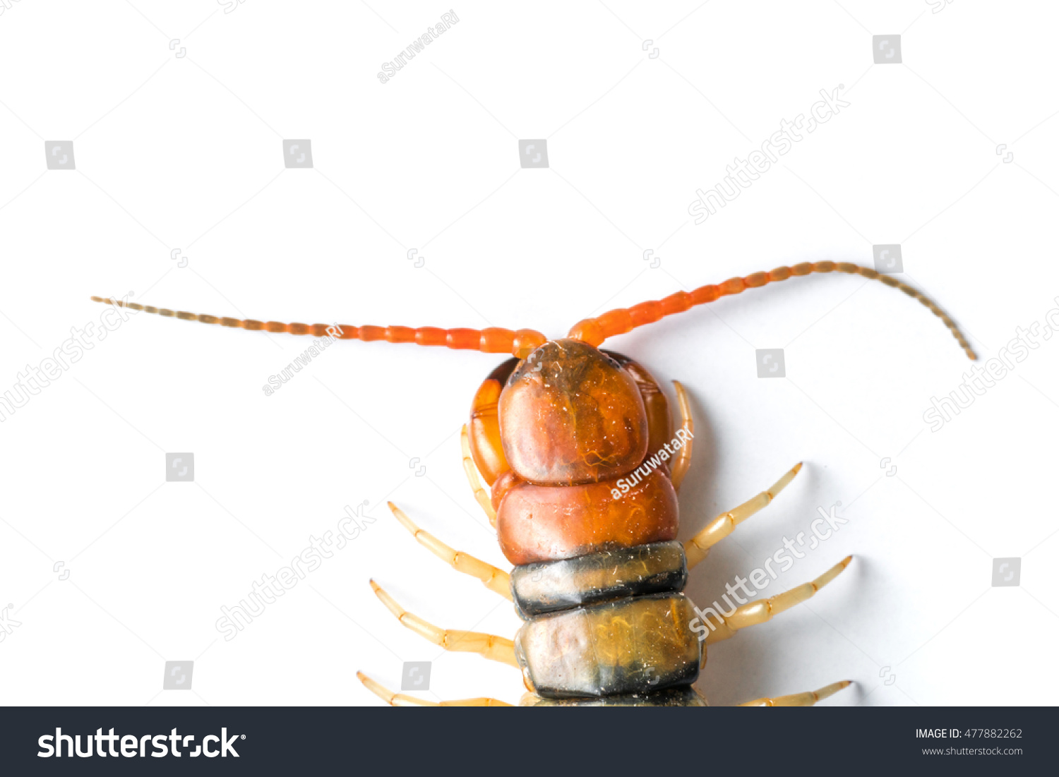 Close Centipede Face On White Background Stock Photo (Edit Now) 477882262