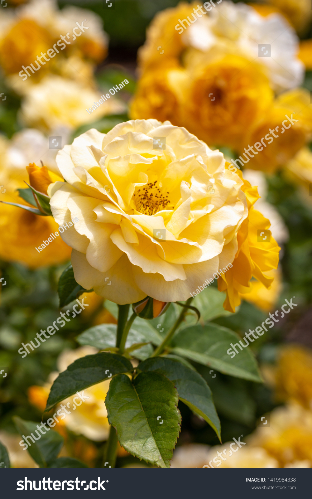 Download Yellow Julia Child Rose Gif