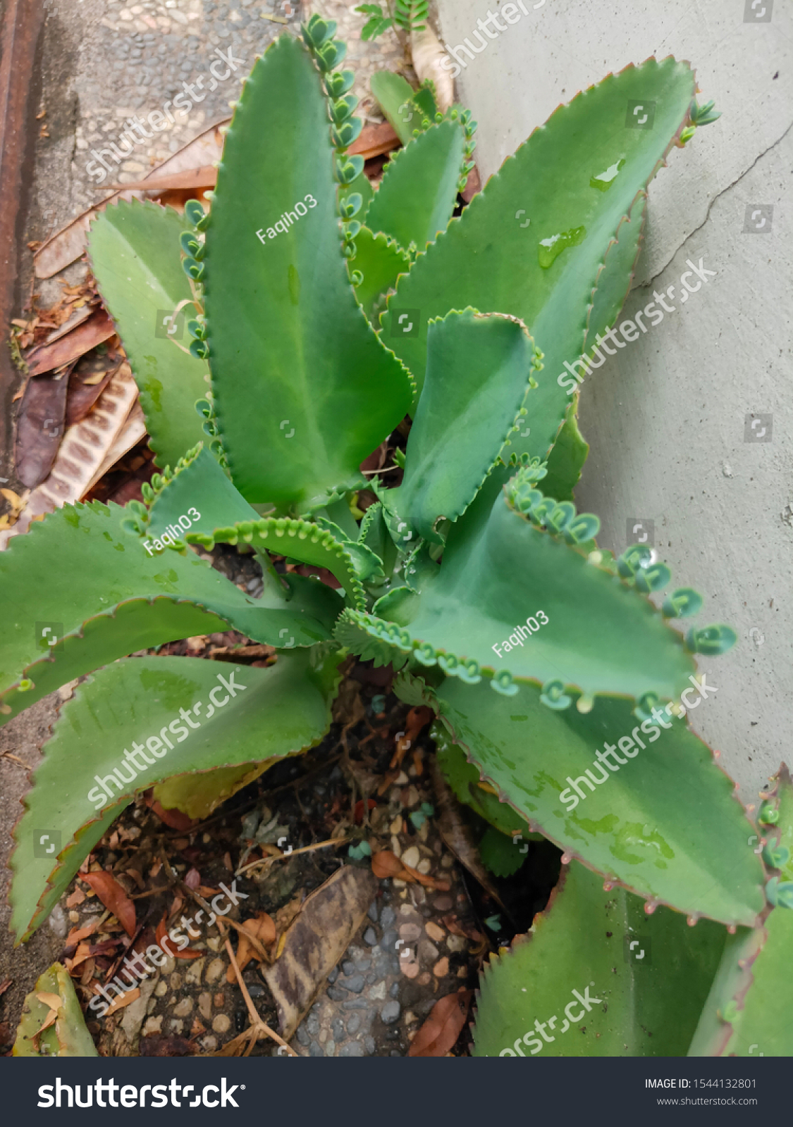 Closeup Cocor Bebek Plant Kalanchoe Pinnata Stock Photo Edit Now Closeup Cocor Bebek Plant Kalanchoe Pinnata Stock Photo Edit Now