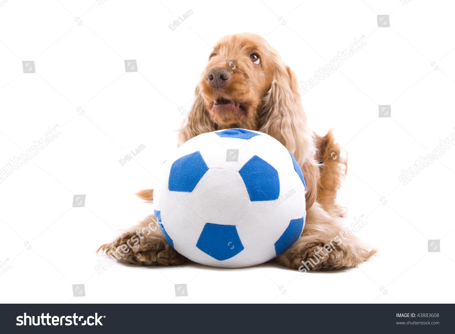 Close Up Of Cute Cocker Spaniel Dog With Soccer Ball, Isolated On White ...