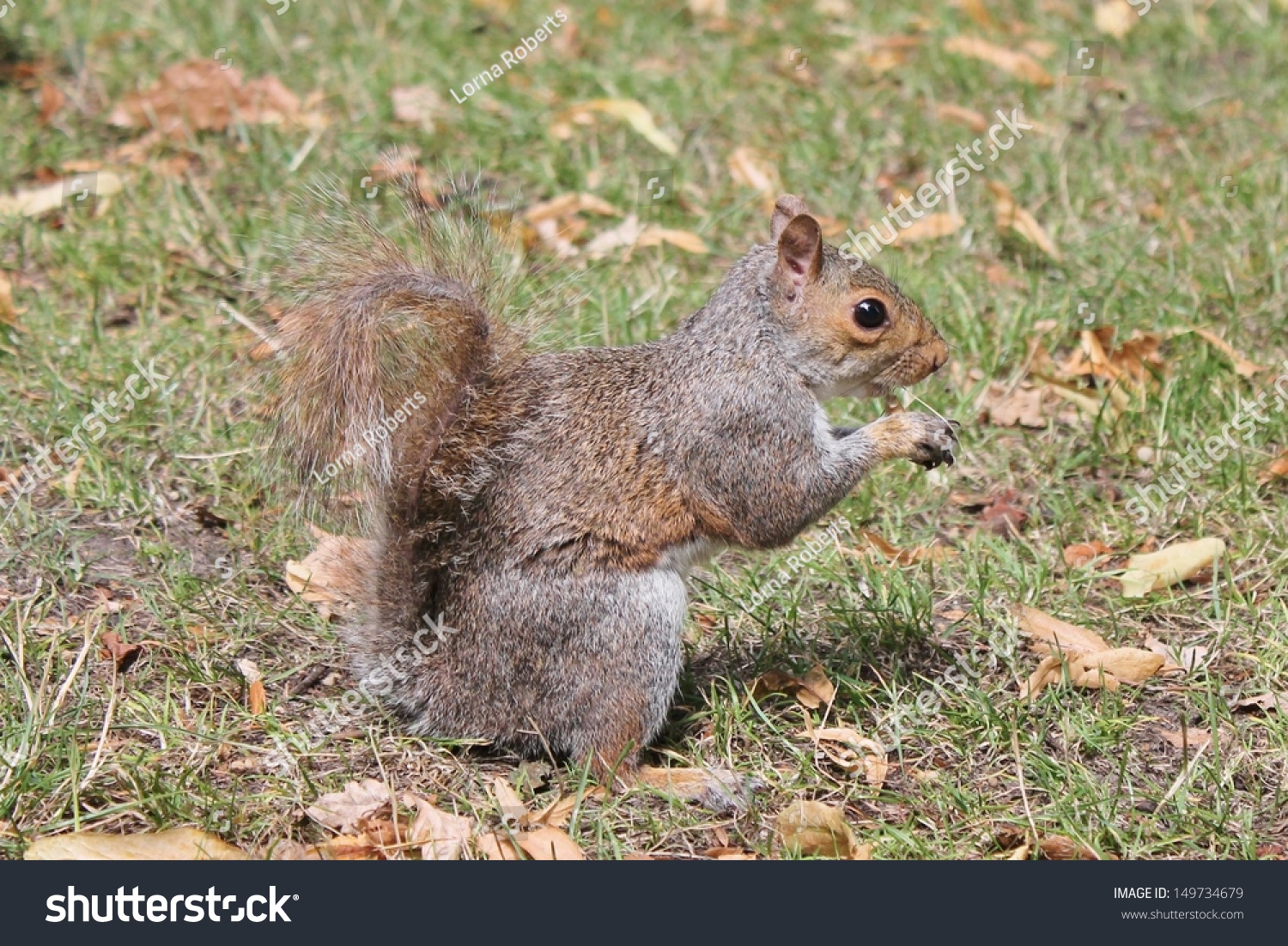 Close Up Of Cute Grey Squirrel With Bushy Tail On Grass Stock Photo ...