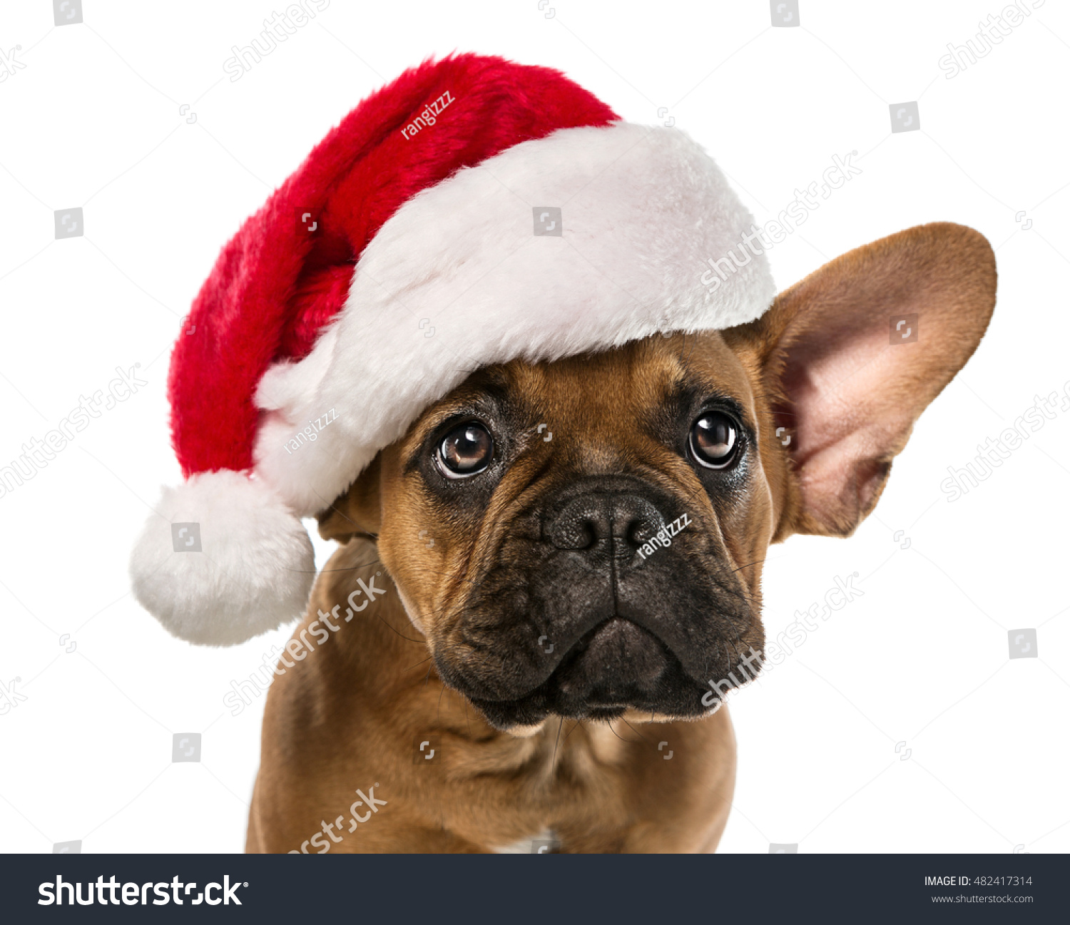 dog wearing santa hat