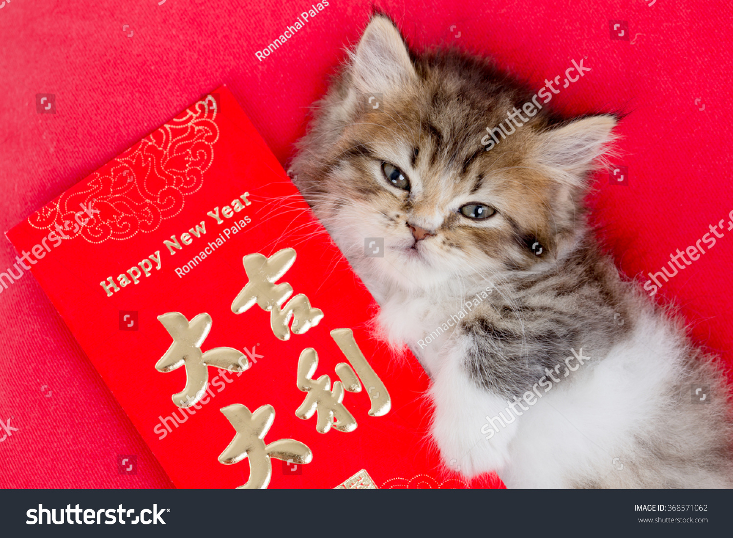 chinese kitten