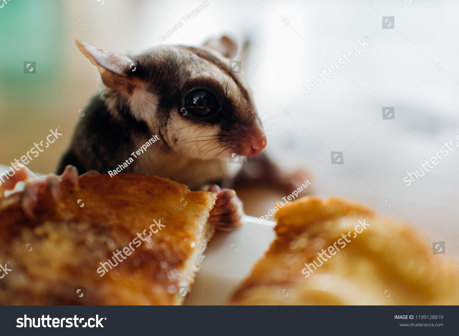 Close Cute Sugar Glider Eat Sweetened Stock Photo Edit Now 1199128819