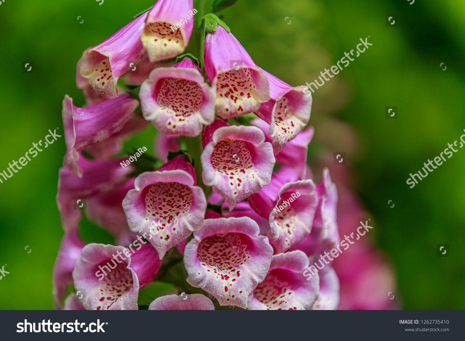 Close Digitalis Purpurea Flower Foxglove Common Stock Photo Edit Now 1262735410