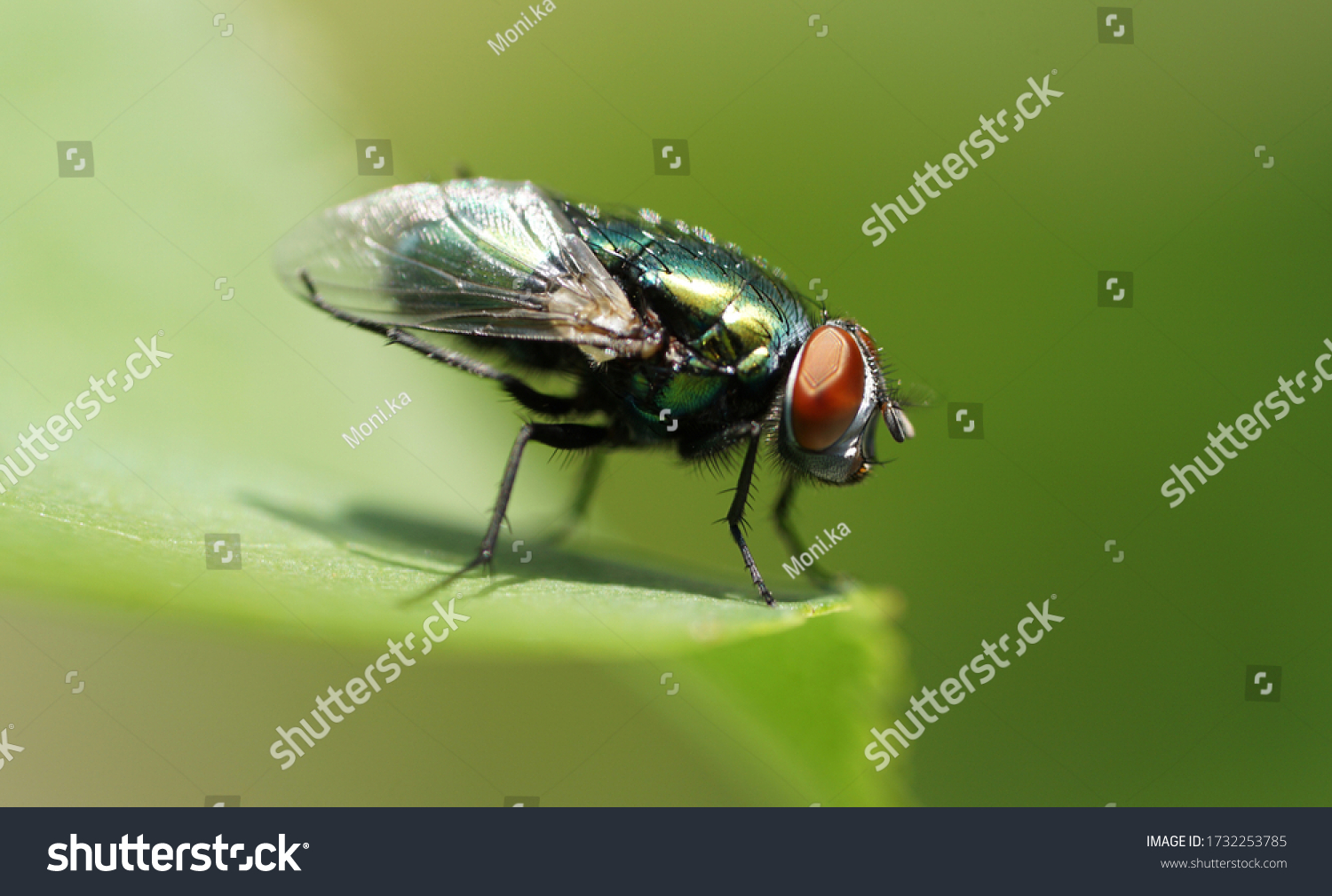 Blowfly Images, Stock Photos & Vectors | Shutterstock