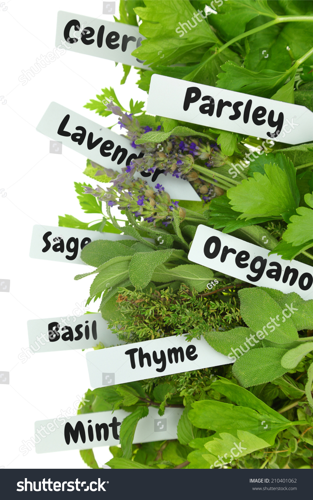 Close Fresh Herbs Name Tags Stock Photo 210401062 - Shutterstock
