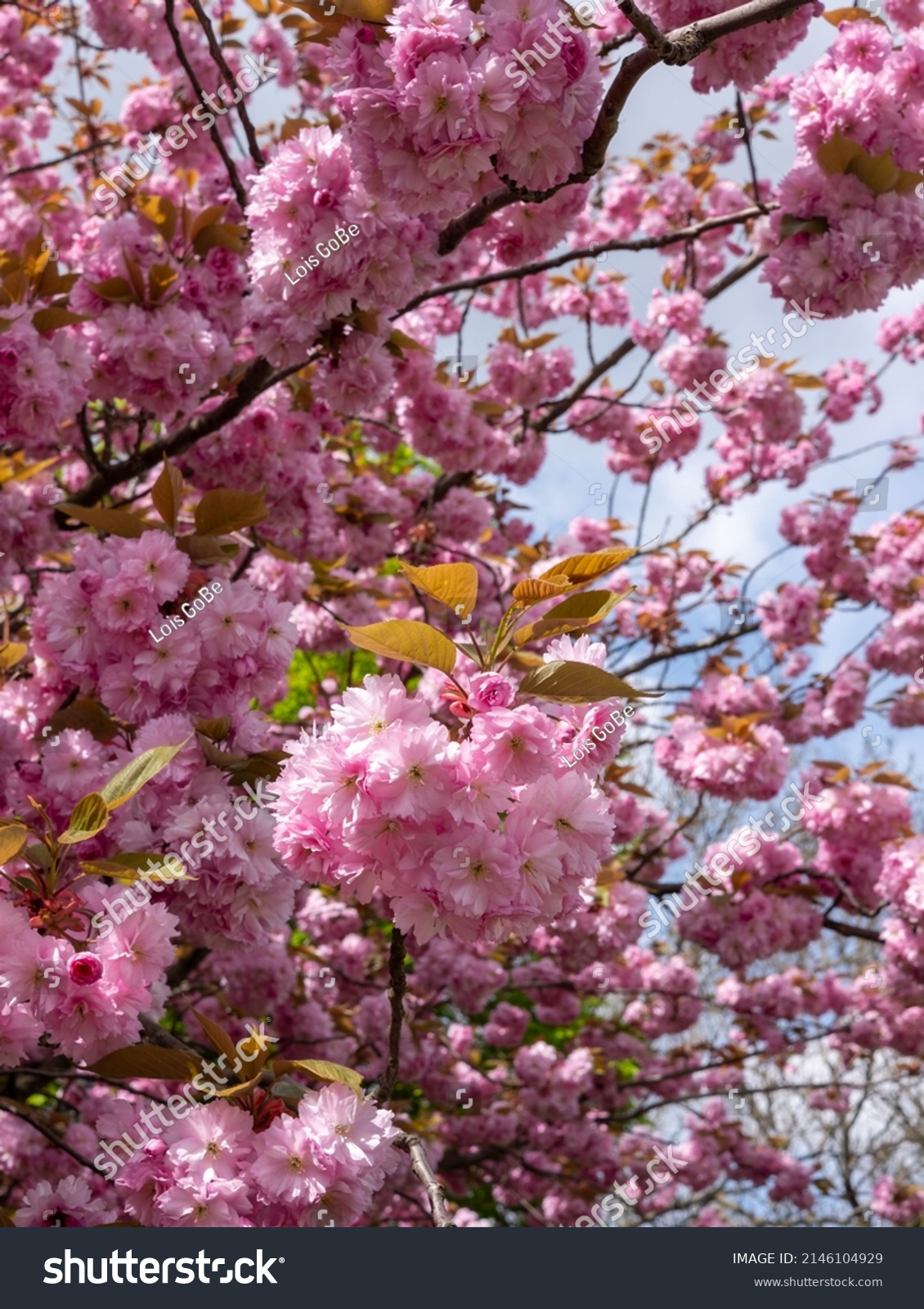 Close Fresh Pastel Pink Cherry Blossom Stock Photo Shutterstock