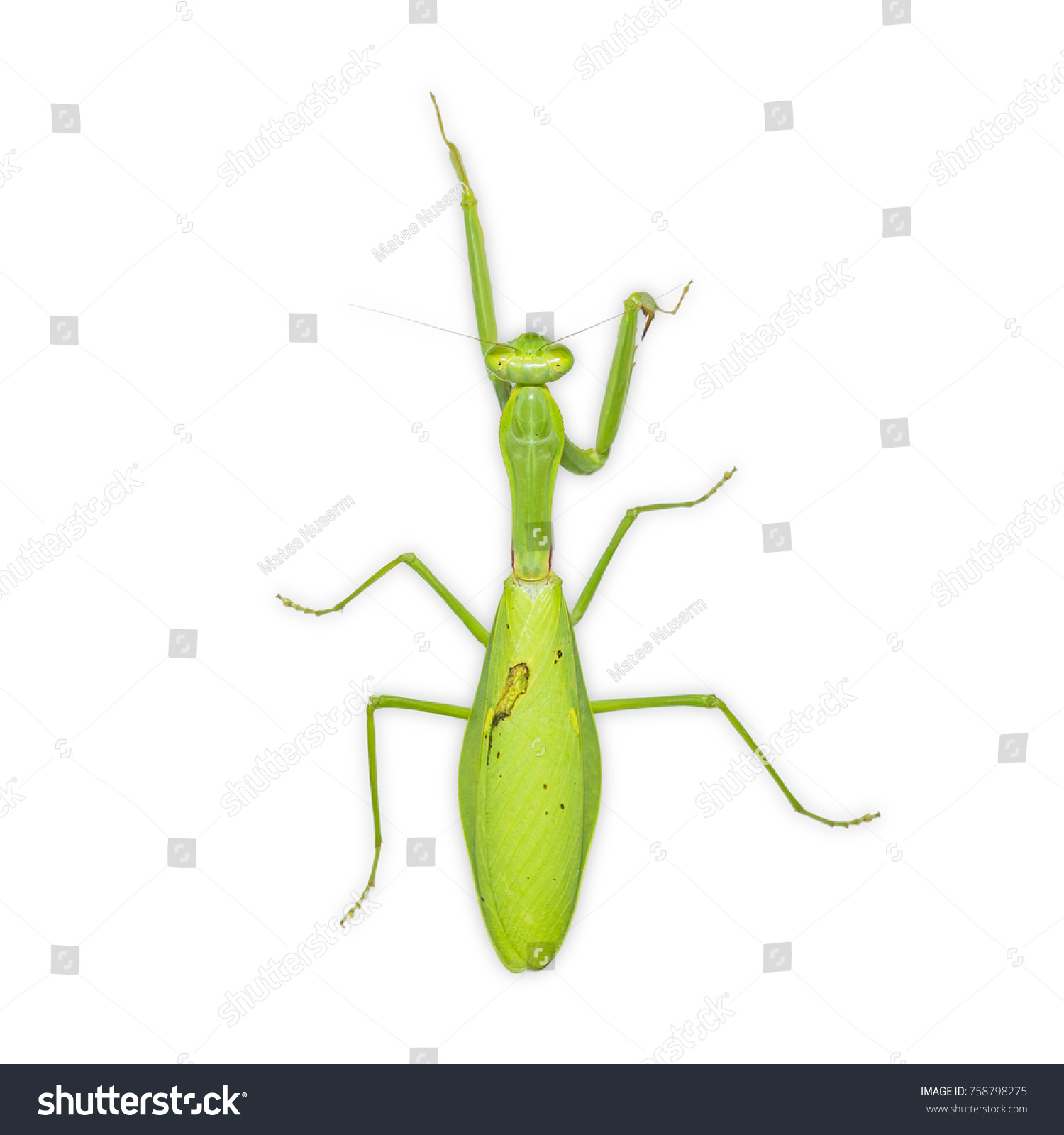 Close Giant Asian Mantis Hierodula Membranacea Stock Photo 758798275 ...