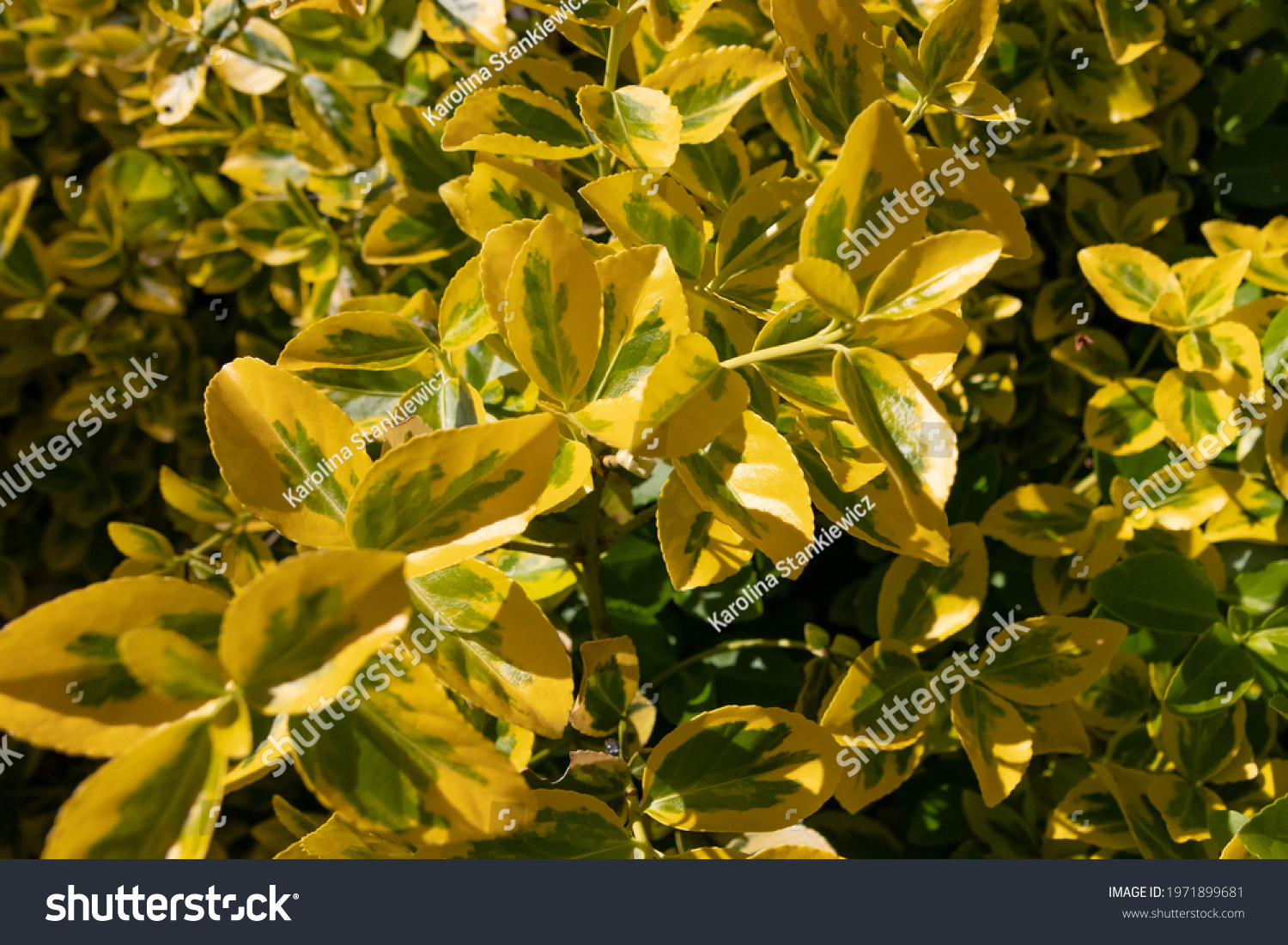 Closeup Golden Euonymus Euonymus Japonicus Evergreen Stock Photo ...