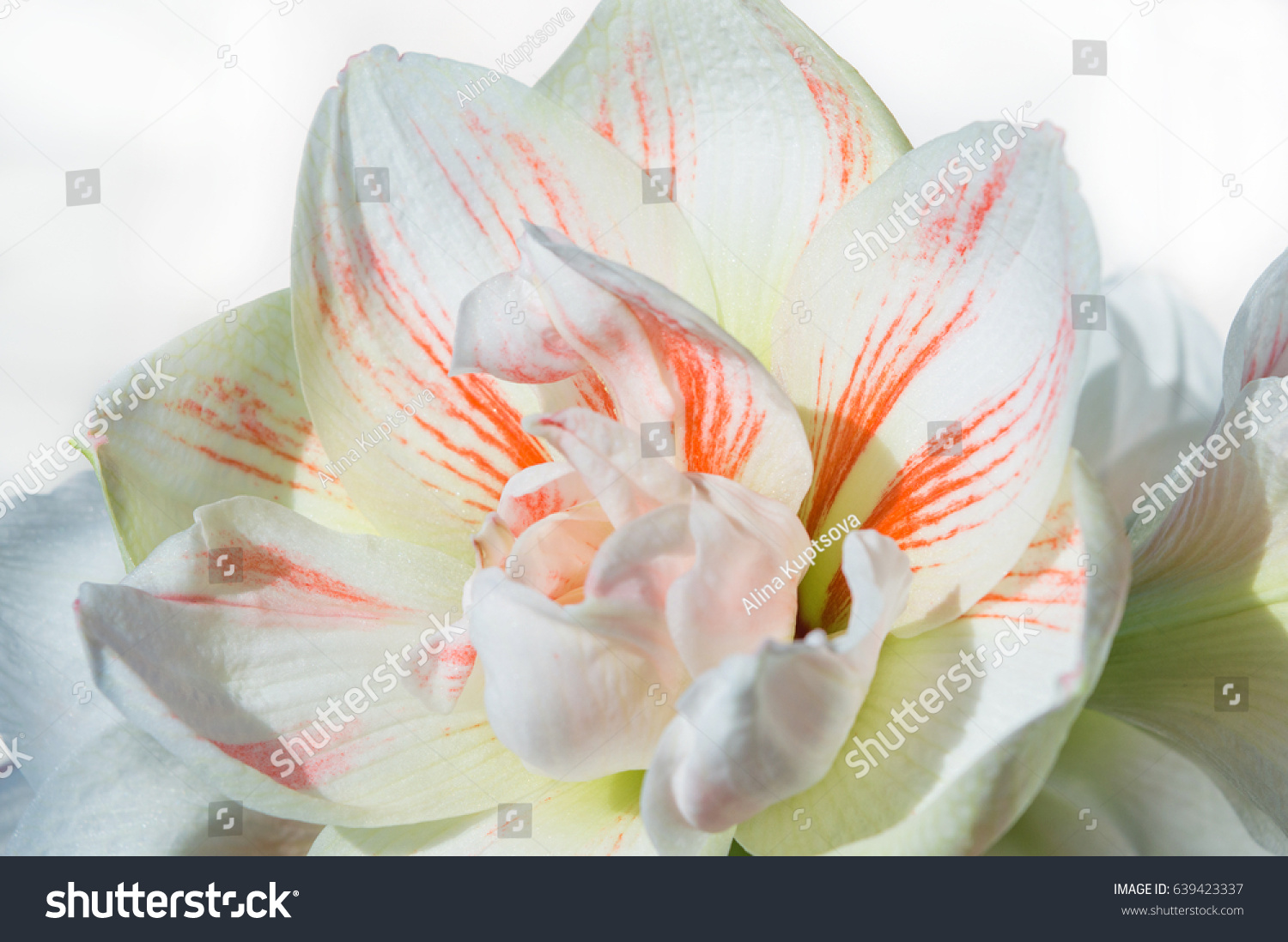 56 Magnificent White Amaryllis Double Flower Images Stock Photos   Stock Photo Close Up Of Gorgeous Amaryllis Double Flower With Orange Stripes On Petals 639423337 