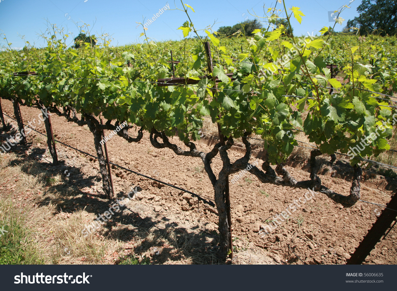 Close Up Of Grape Vines And Vineyards In Northern California Stock ...