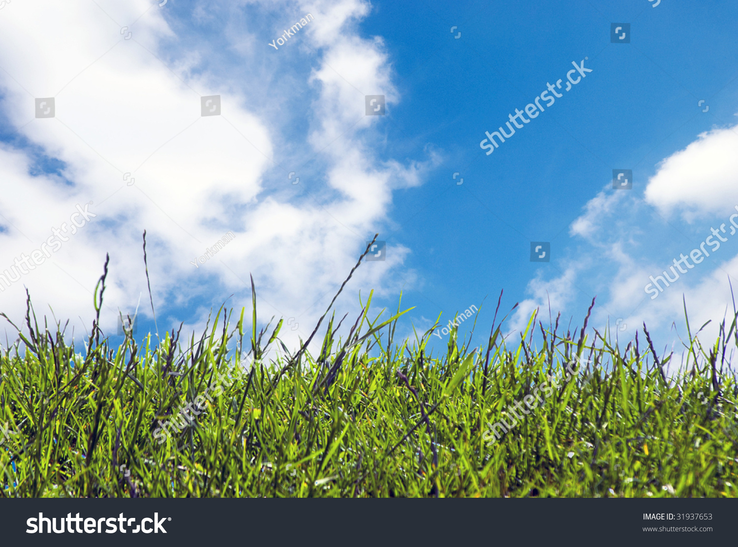 Close-Up Of Grass Against Blue Cloudy Sky Stock Photo 31937653 ...