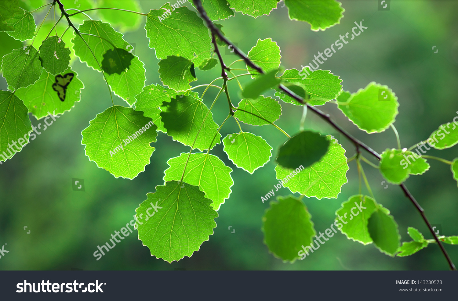 48,981 Aspen trees leaves Images, Stock Photos & Vectors | Shutterstock