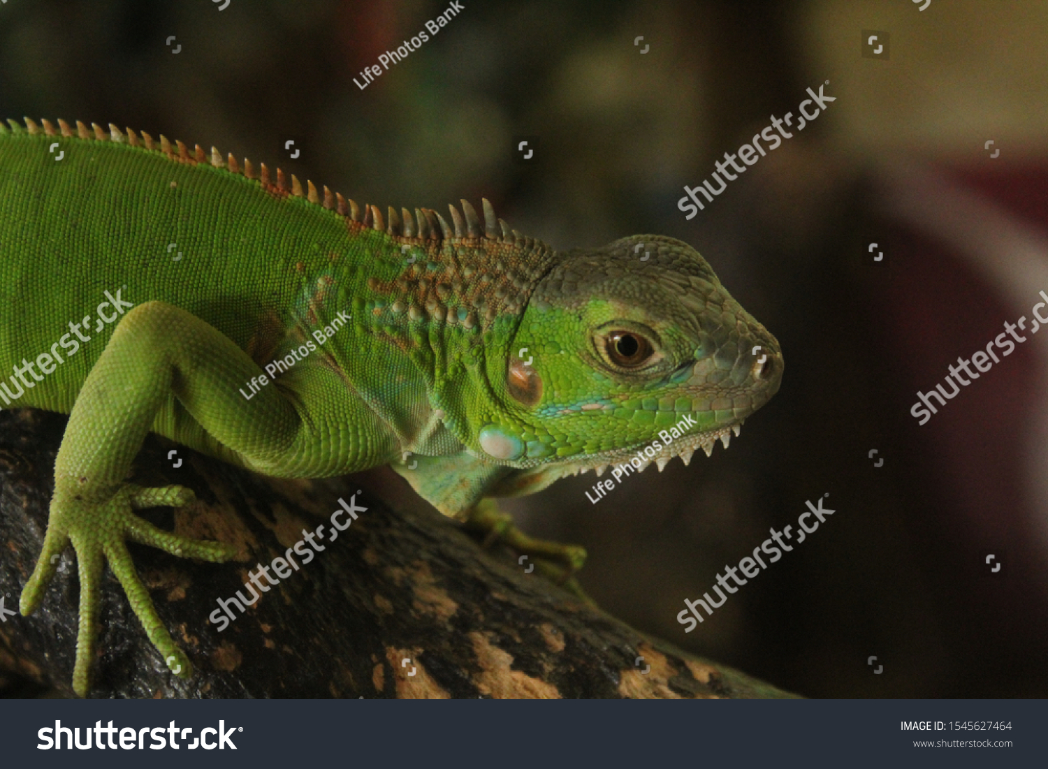 Close Green Iguana Mini Zoo Stock Photo 1545627464 | Shutterstock