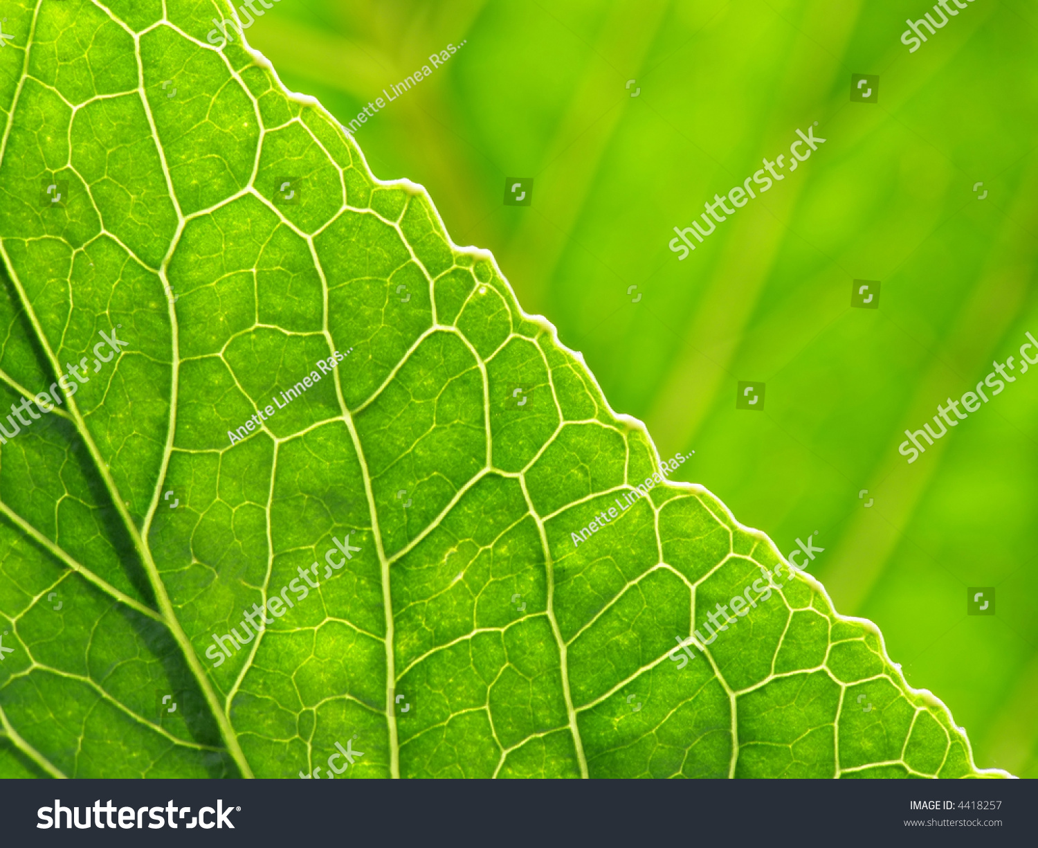 Closeup Green Leaf Jagged Edges Stock Photo 4418257 - Shutterstock