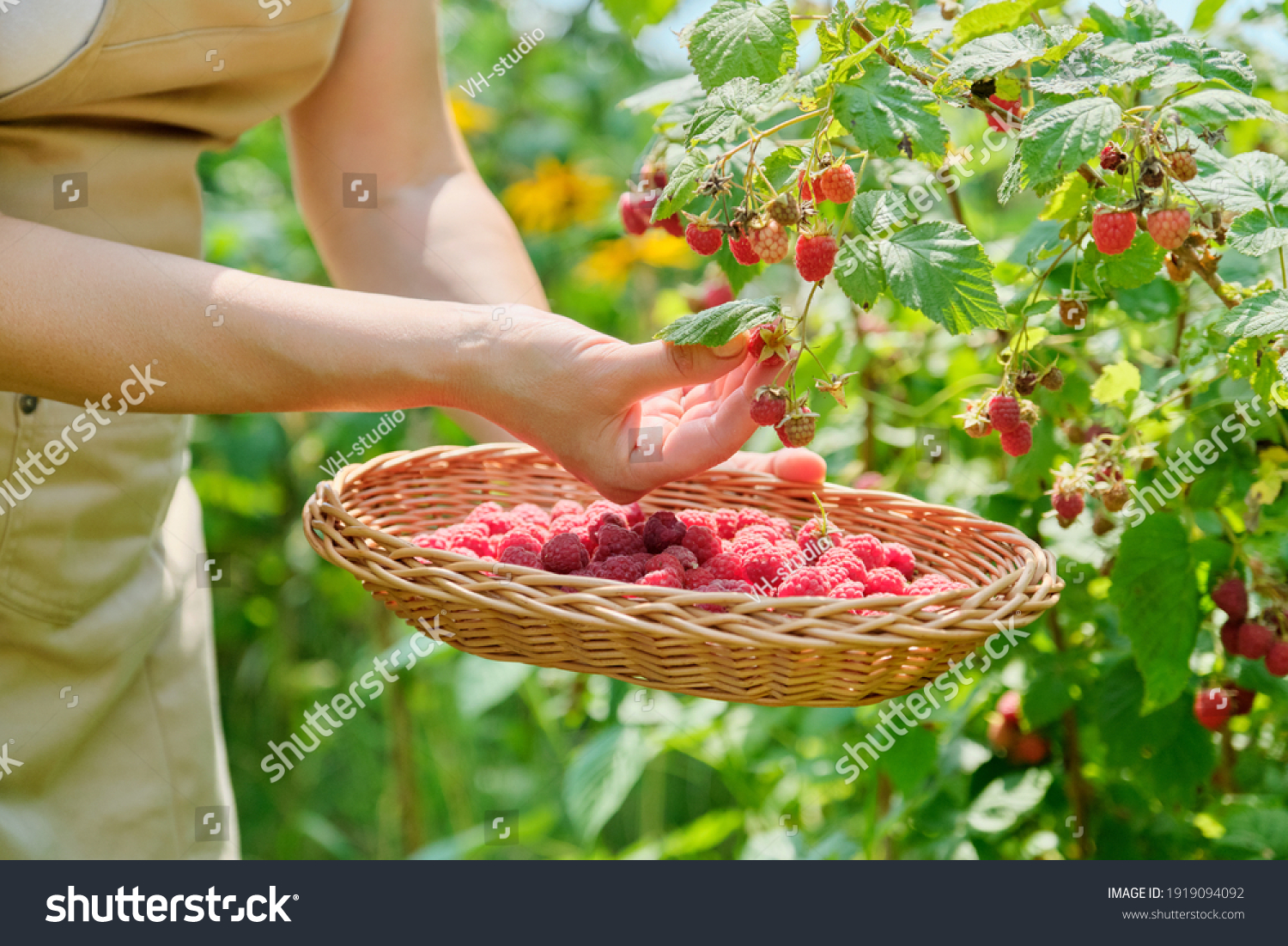 12,773 Picking raspberries Images, Stock Photos & Vectors | Shutterstock