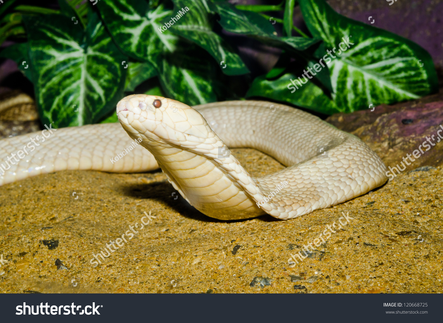 71 Indochinese cobra Images, Stock Photos & Vectors | Shutterstock