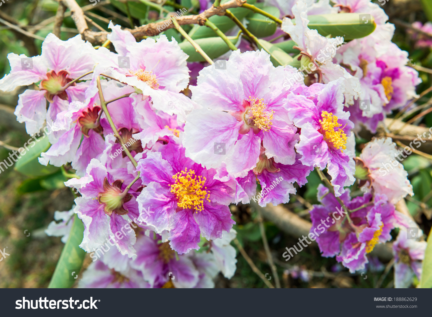 Close Lagerstroemia Speciosa Flower Thailand Stock Photo 188862629