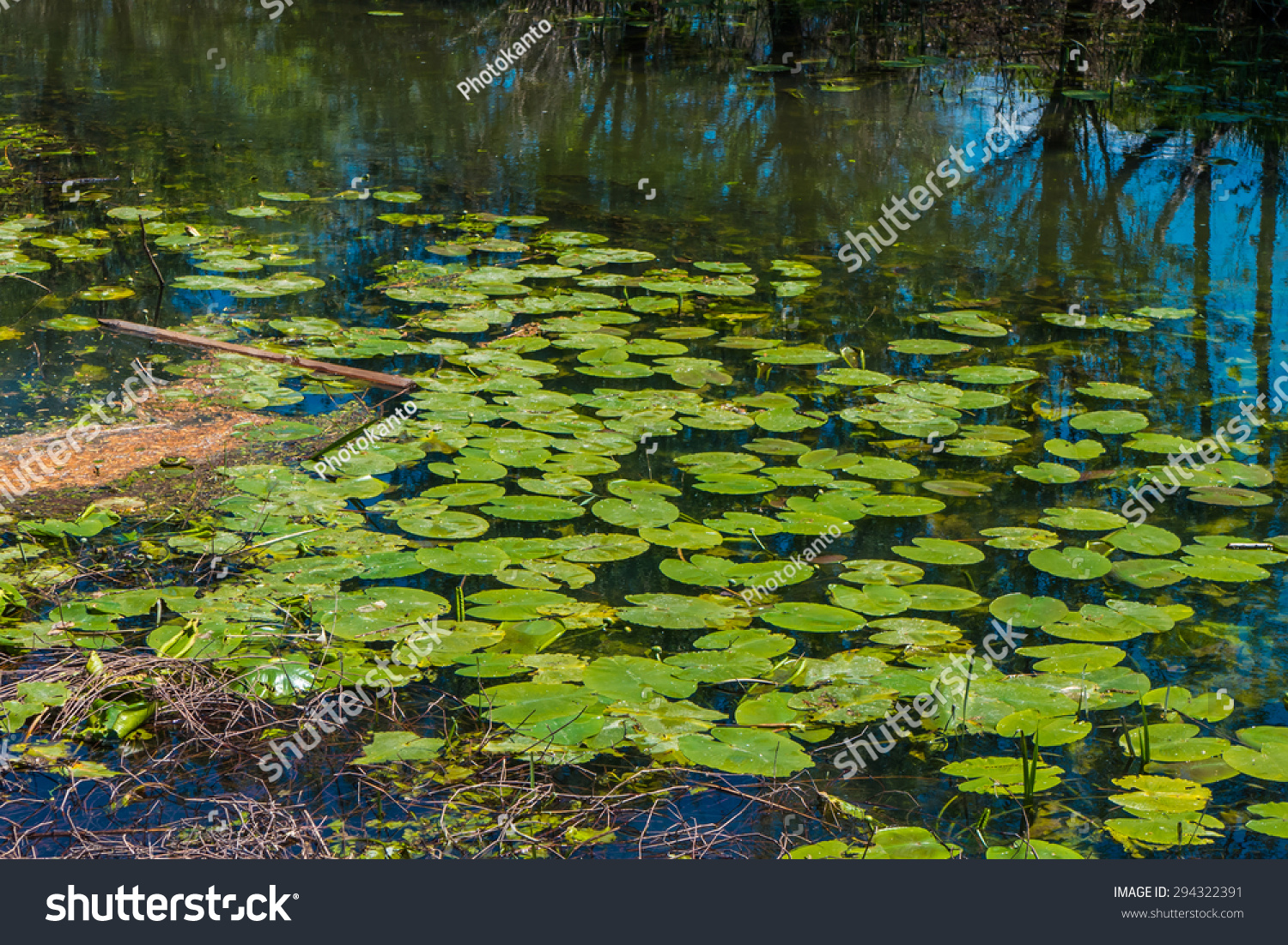 4,366 Lily pads swamp Images, Stock Photos & Vectors | Shutterstock