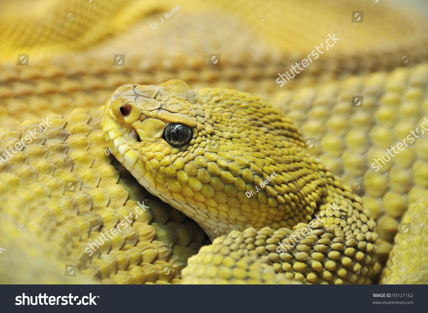 Closeup Mexican West Coast Rattlesnake Crotale Foto De Stock 93121162 