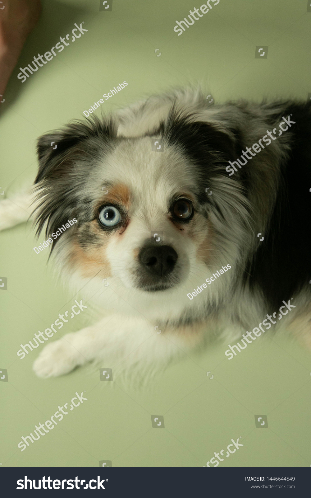 Close Mini Australian Shepard Dog Different Stock Photo Edit Now