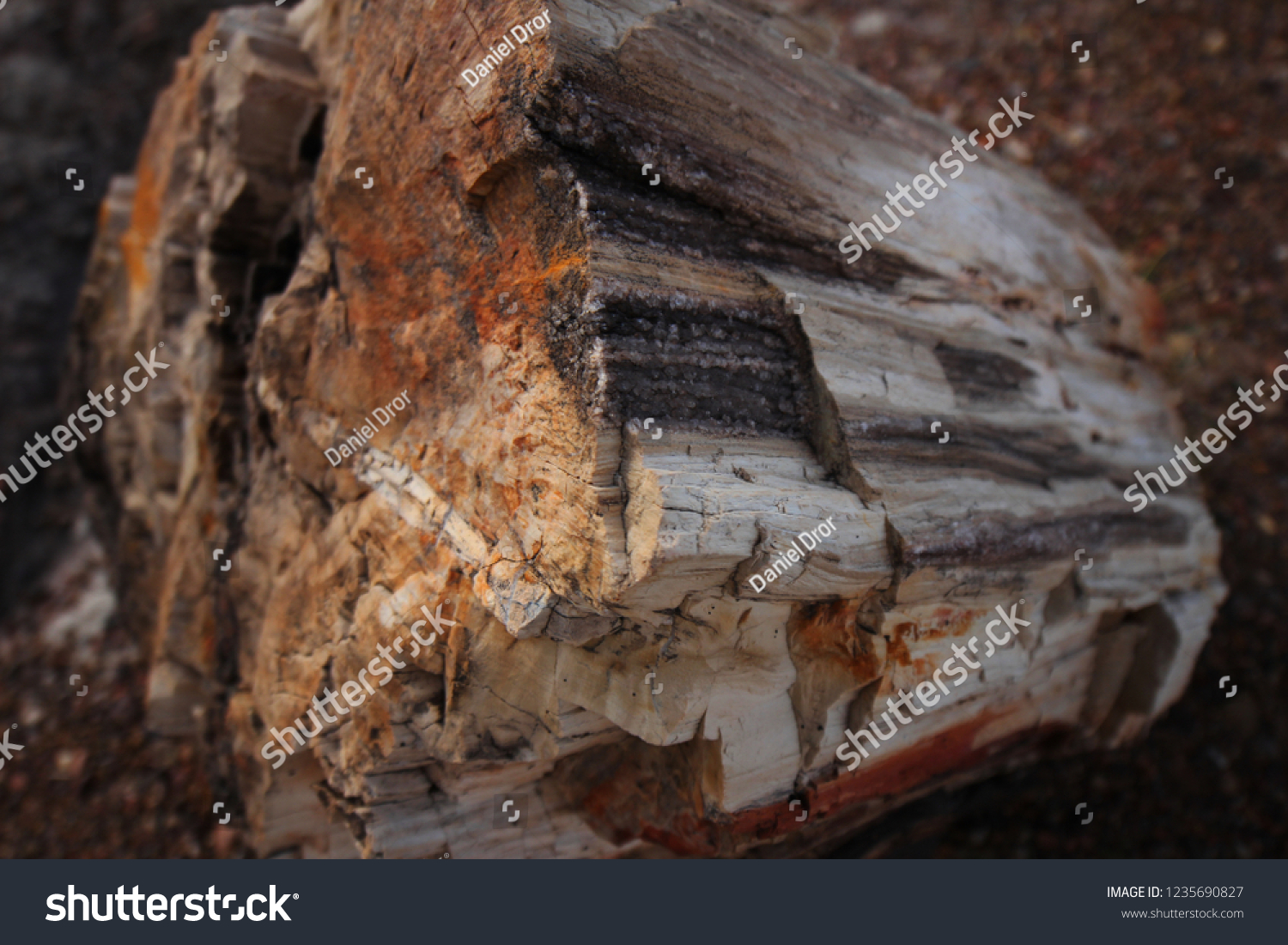wood agate