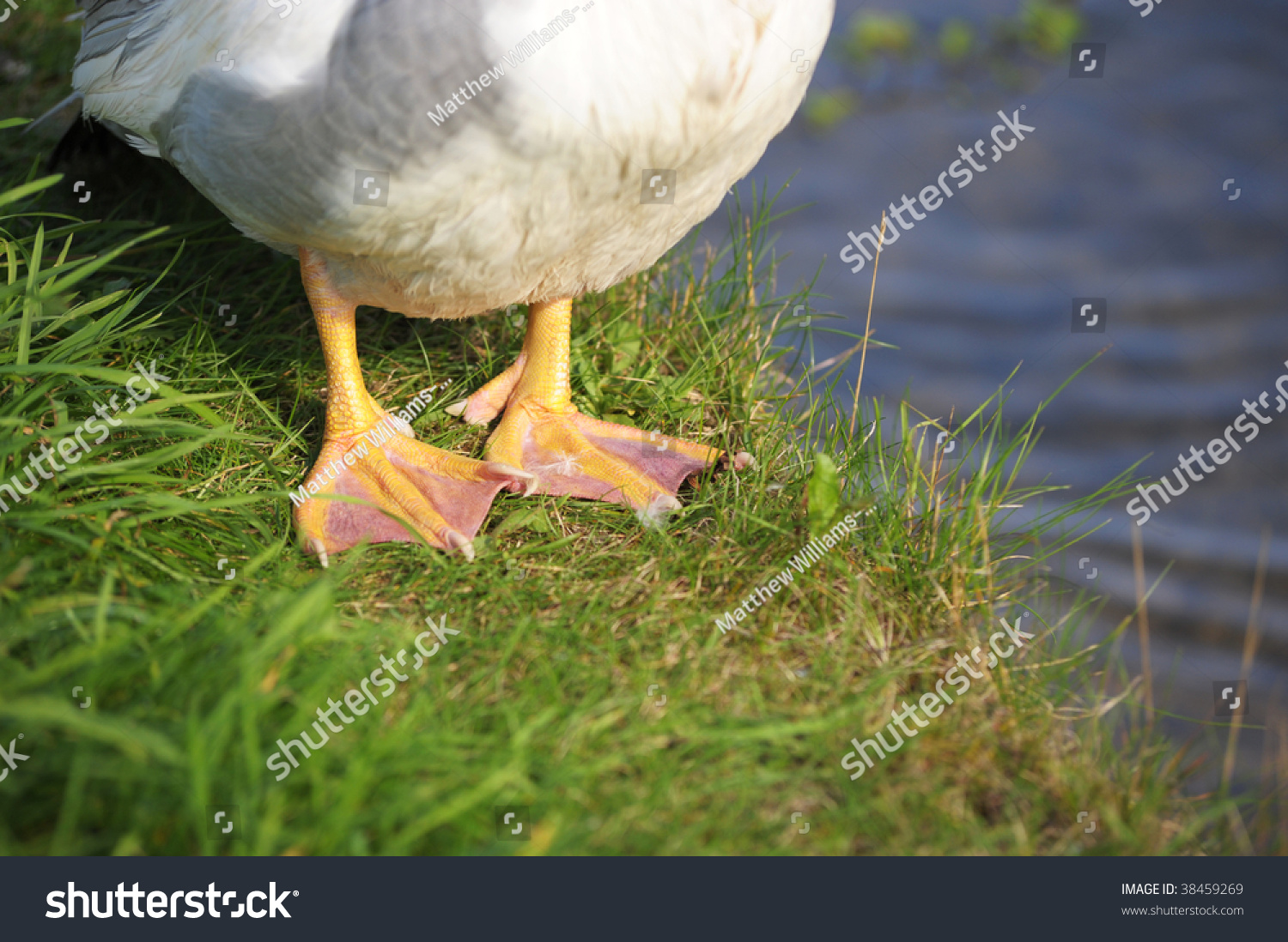 Close Muscovy Duck Webbed Feet Stock Photo Edit Now 38459269