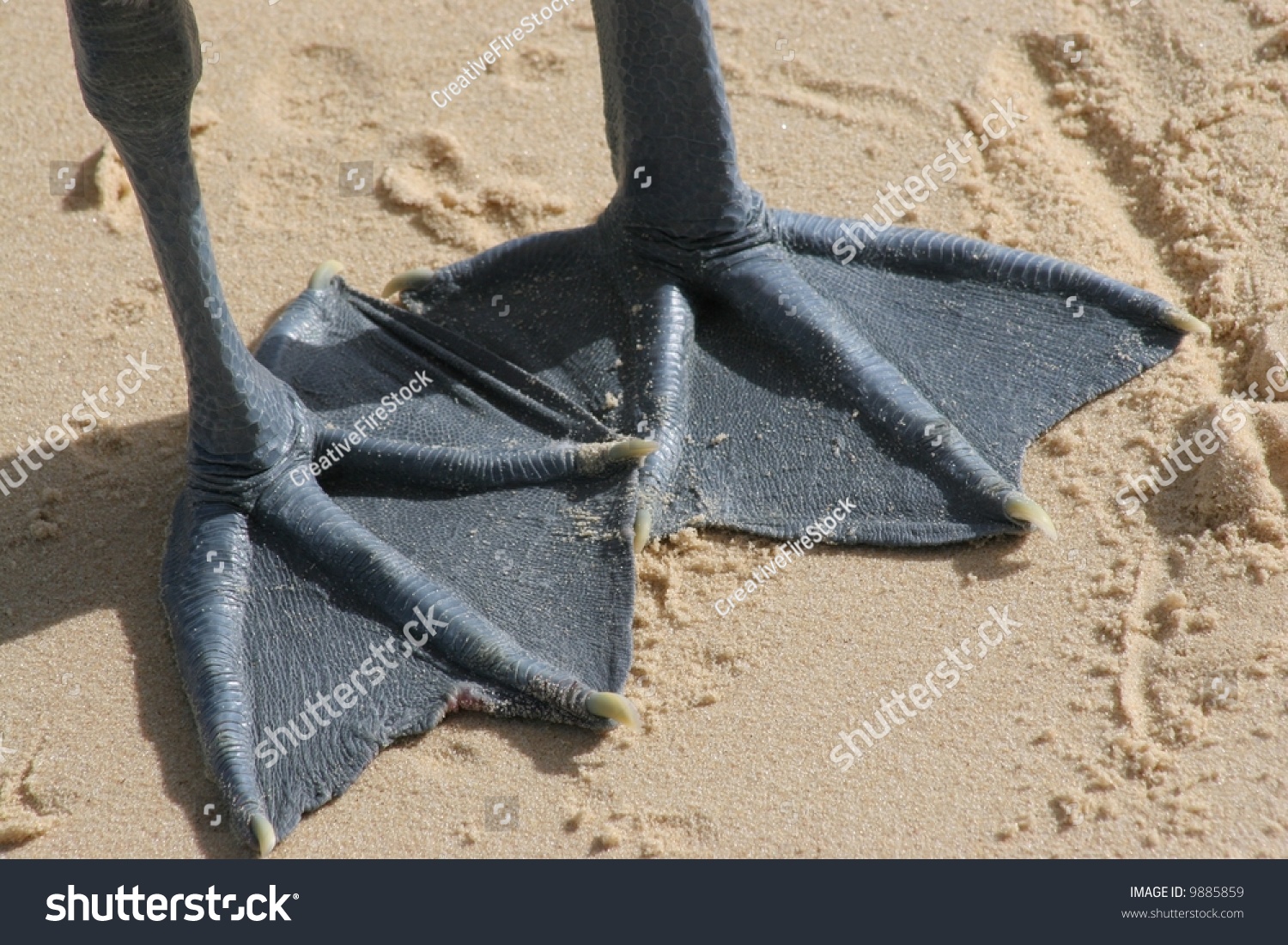 Close Pelicans Webbed Feet On Beach Stock Photo 9885859 - Shutterstock