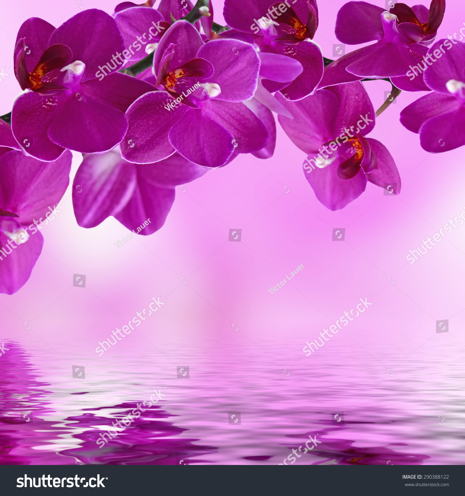 Closeup Pink Orchid Phalaenopsis Bouquet Flowers Stock Photo 290388122 ...