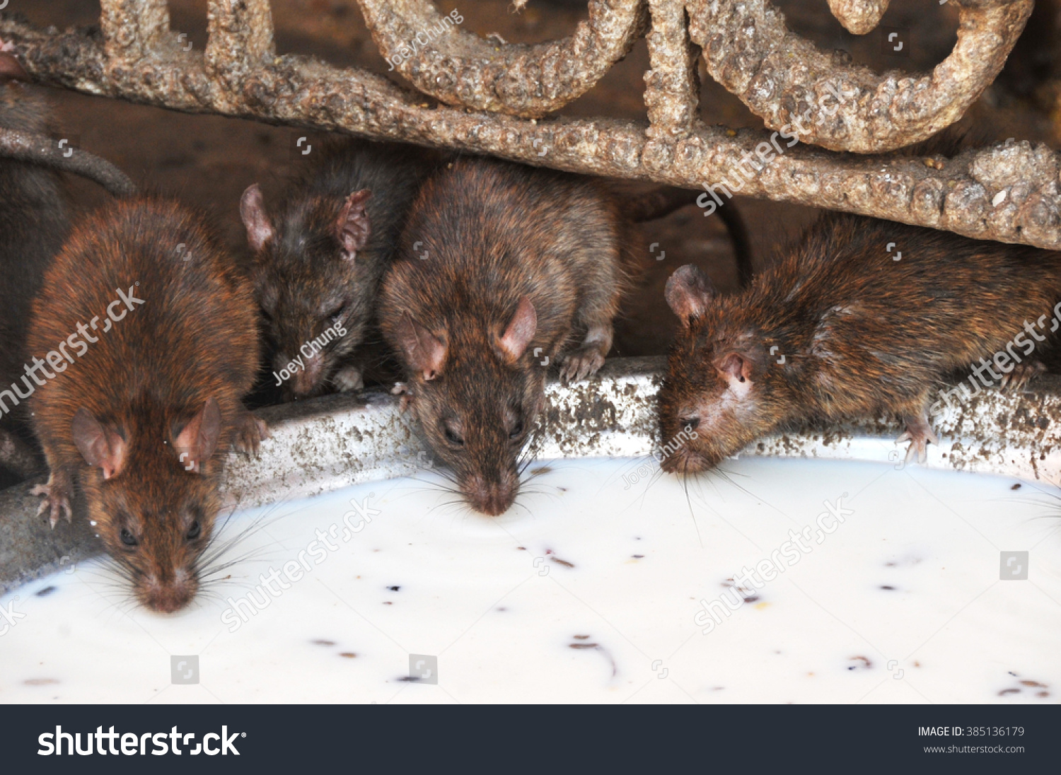 Rats drinking milk  Photograph 