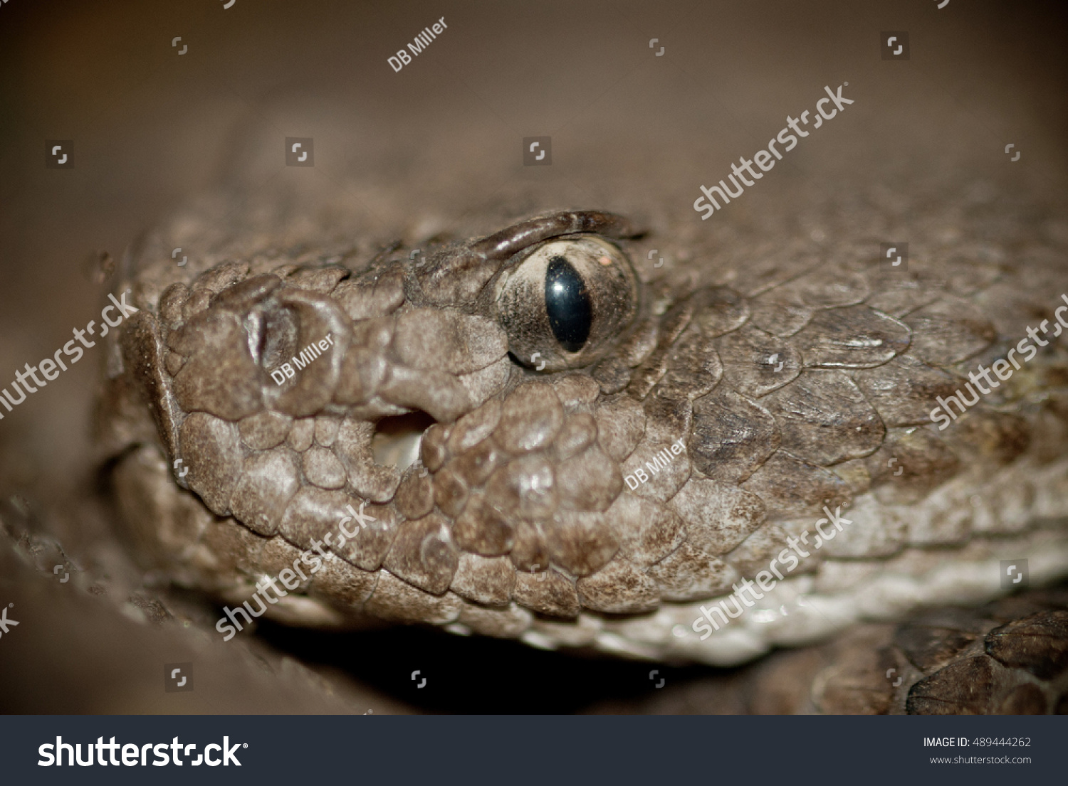 Close Rattlesnake Face Stock Photo 489444262 - Shutterstock