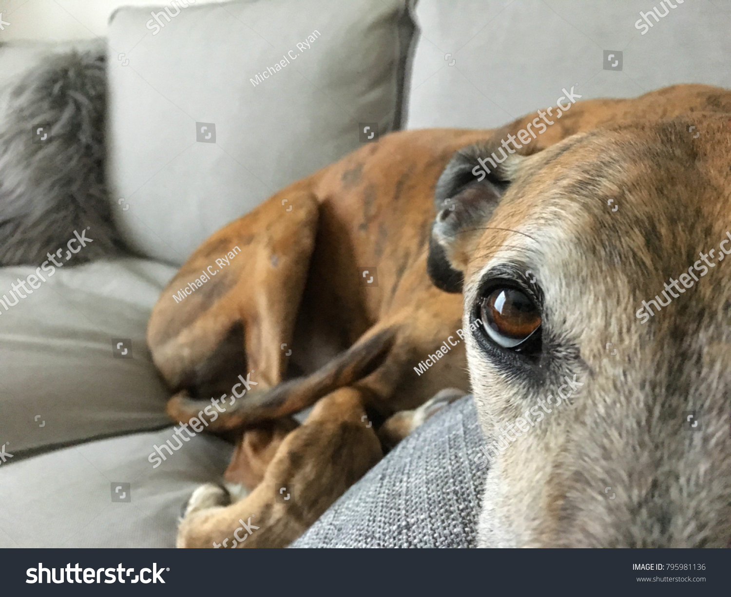 red brindle greyhound