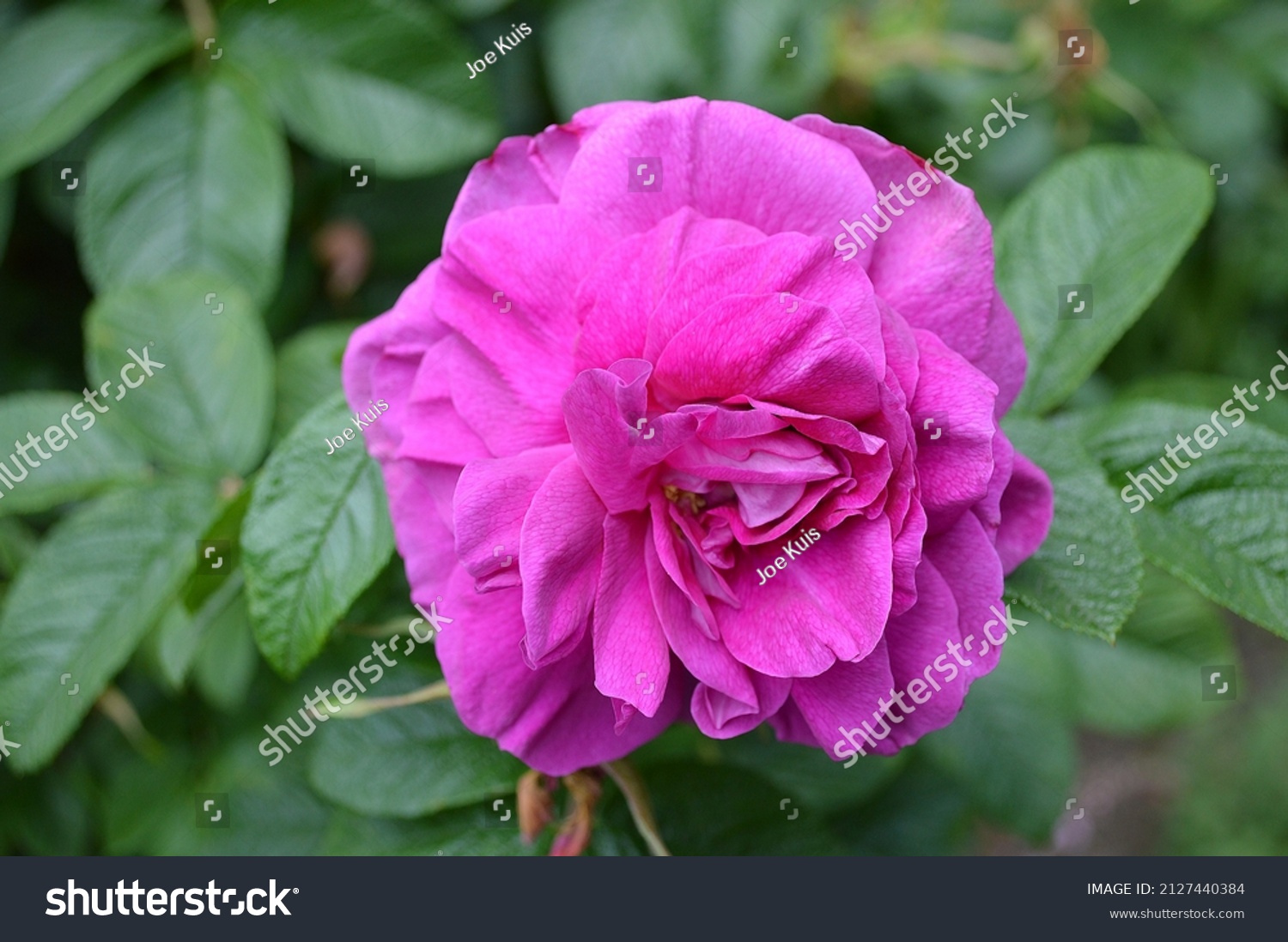 Close Rosa Roseraie Delhay Rugosa Rose Stock Photo 2127440384 ...